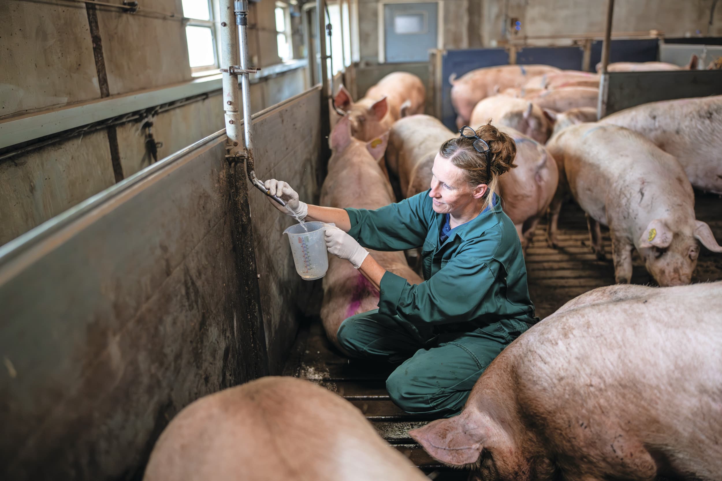 gezonde darmen bij varkens
