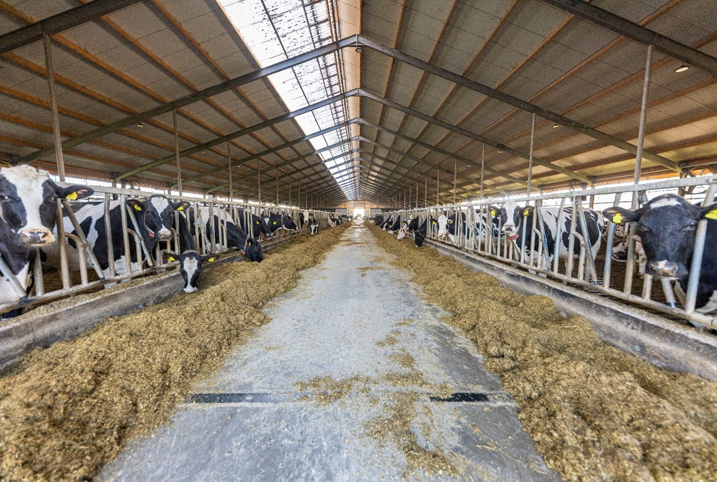 Sinds drie jaar boert John Tap (35) met zijn vrouw Demi (28) op een nieuwe locatie in Biddinghuizen. Foto’s: Lely
