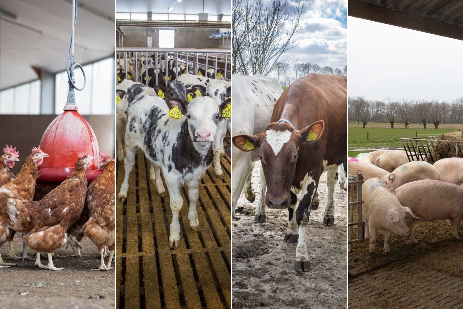 Het kabinet wil de uitstoot van stikstof en methaan in de veehouderij omlaag brengen via doelsturing, waarbij voor melkvee, kippen, vleeskalveren en varkens betere meetmethodes en effectievere technieken nodig zijn. Foto’s: Peter Roek, beeldbewerking