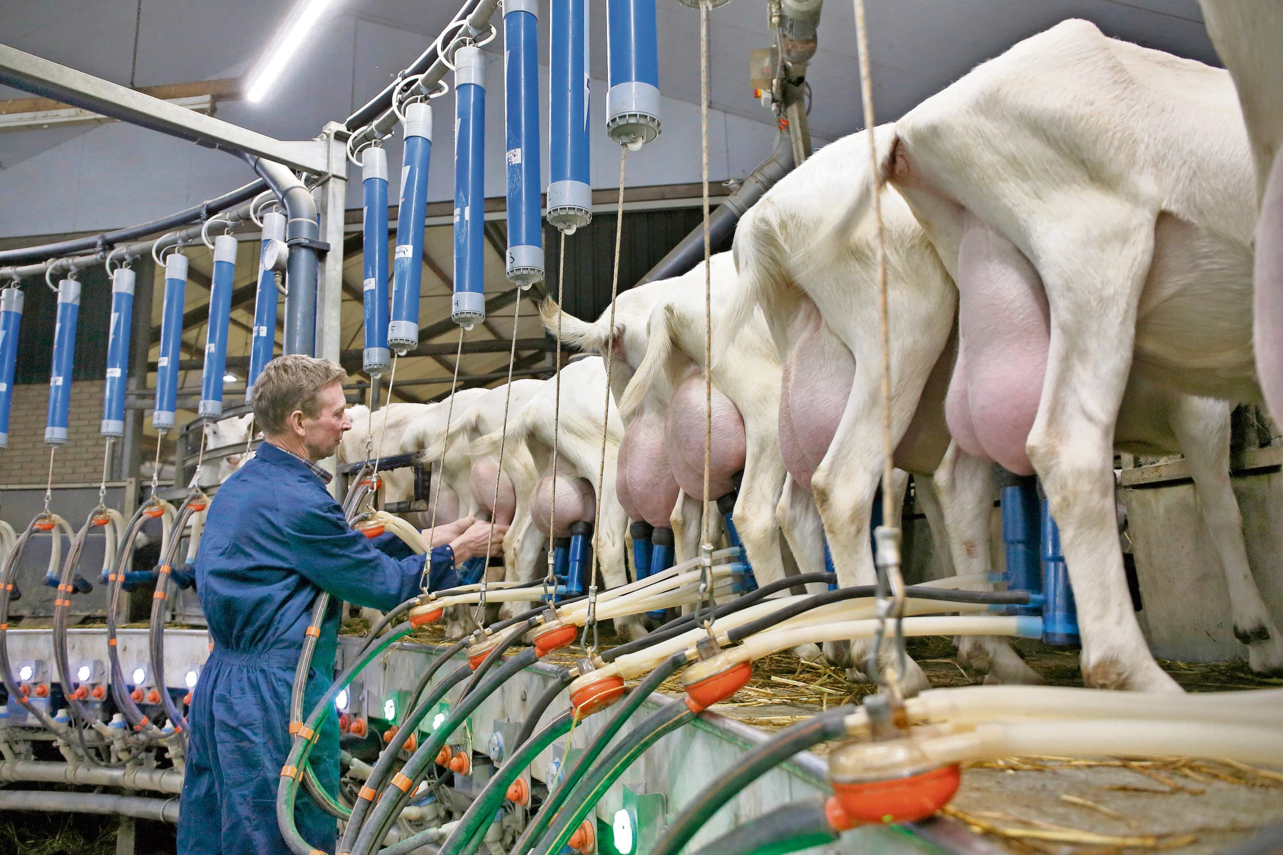 Geiten melken. Wageningse economen verwachten tot 2035 een gemiddelde geitenmelkprijs van €73 per 100 kilo. Foto: Hans Prinsen