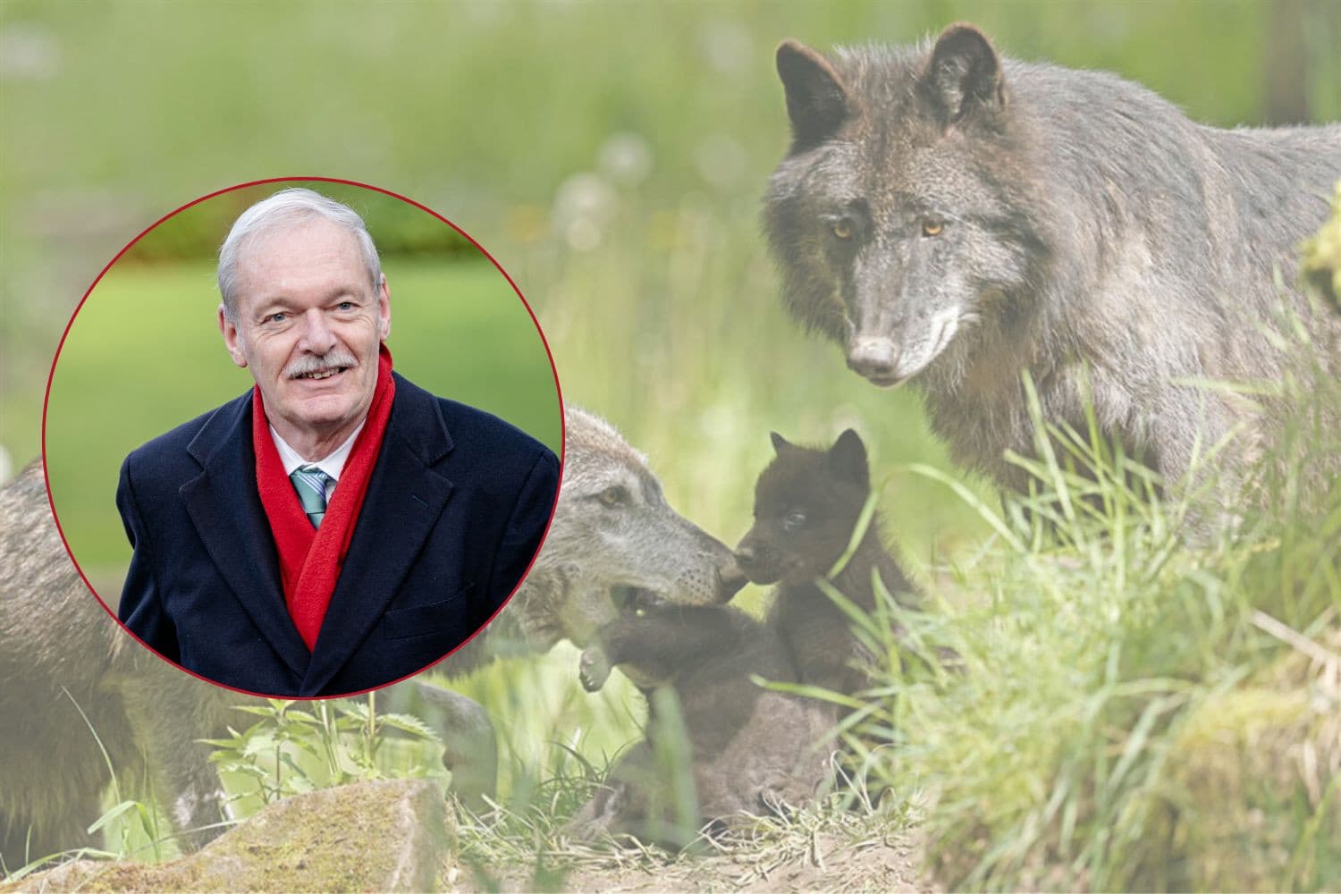Staatssecretaris Visserij, Voedselzekerheid en Natuur Jean Rummenie: “Van het wolvendossier lig ik soms wakker. Ik vind het een heel gevaarlijke situatie. Onderdeel van mijn aanpak is het opzetten van een landelijk team veebescherming.” Foto: ANP, bewerkt in Canva