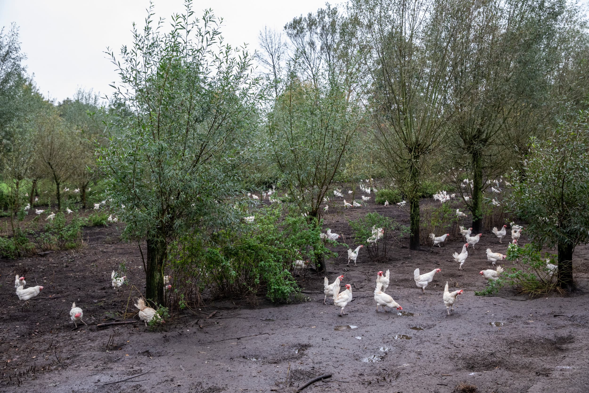 eierdiefstal Verenigde Staten regelgeving Nederland