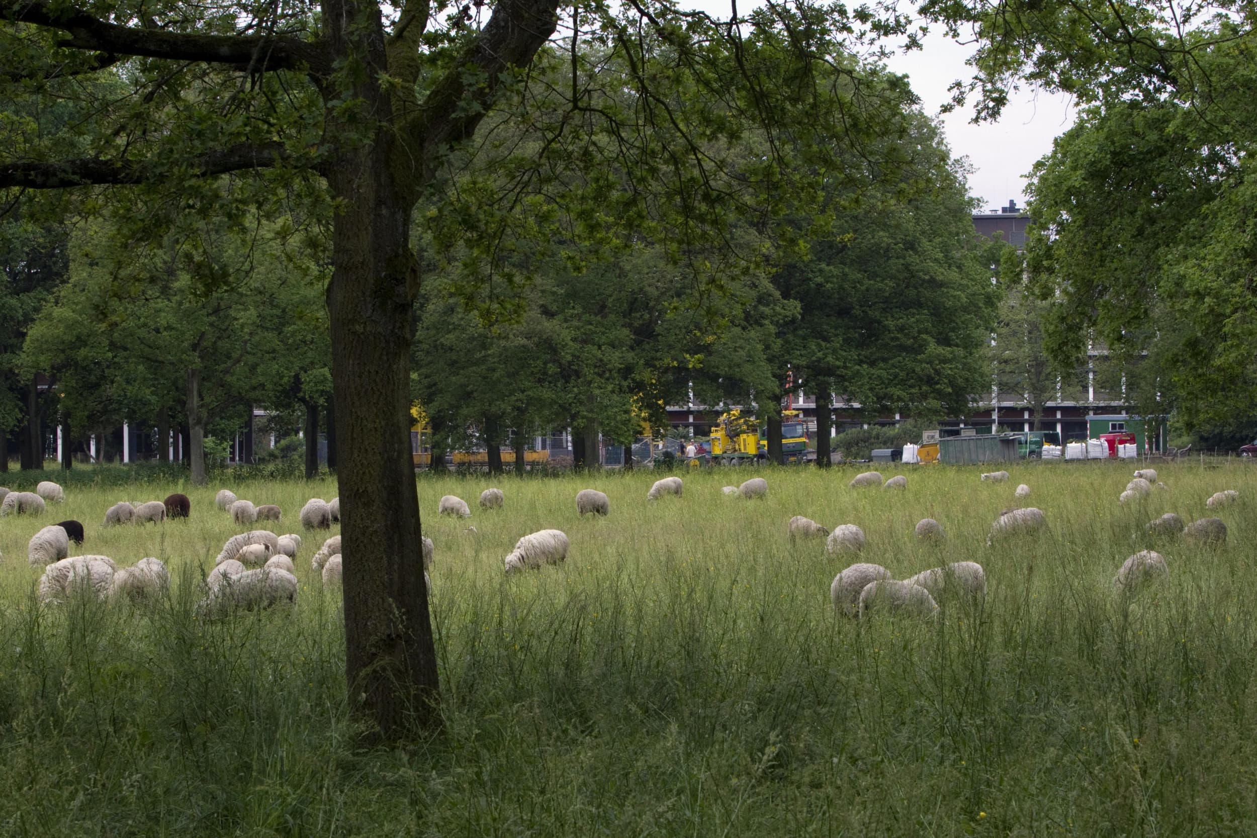 Op het terrein van het provinciehuis Drenthe graast een kudde (archieffoto). Foto: Dennis Beek