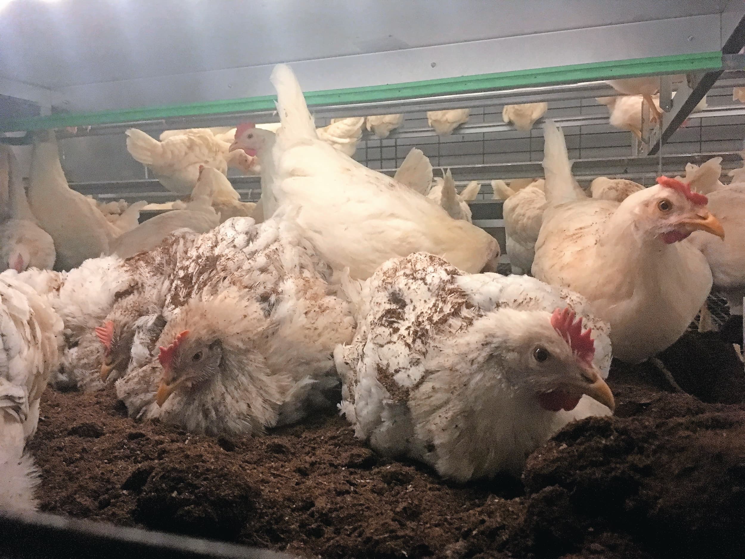 Gedragsstudies tonen aan dat kippen een vergelijkbaar niveau van welzijn vertonen als in het volièresysteem. De technische resultaten zijn beter dan bij volières of verrijkte kooien. Foto: Vencomatic Group