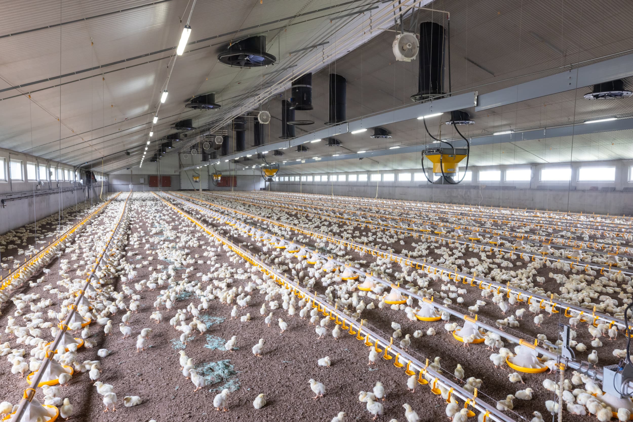 afroming dierrechten pluimveehouderij