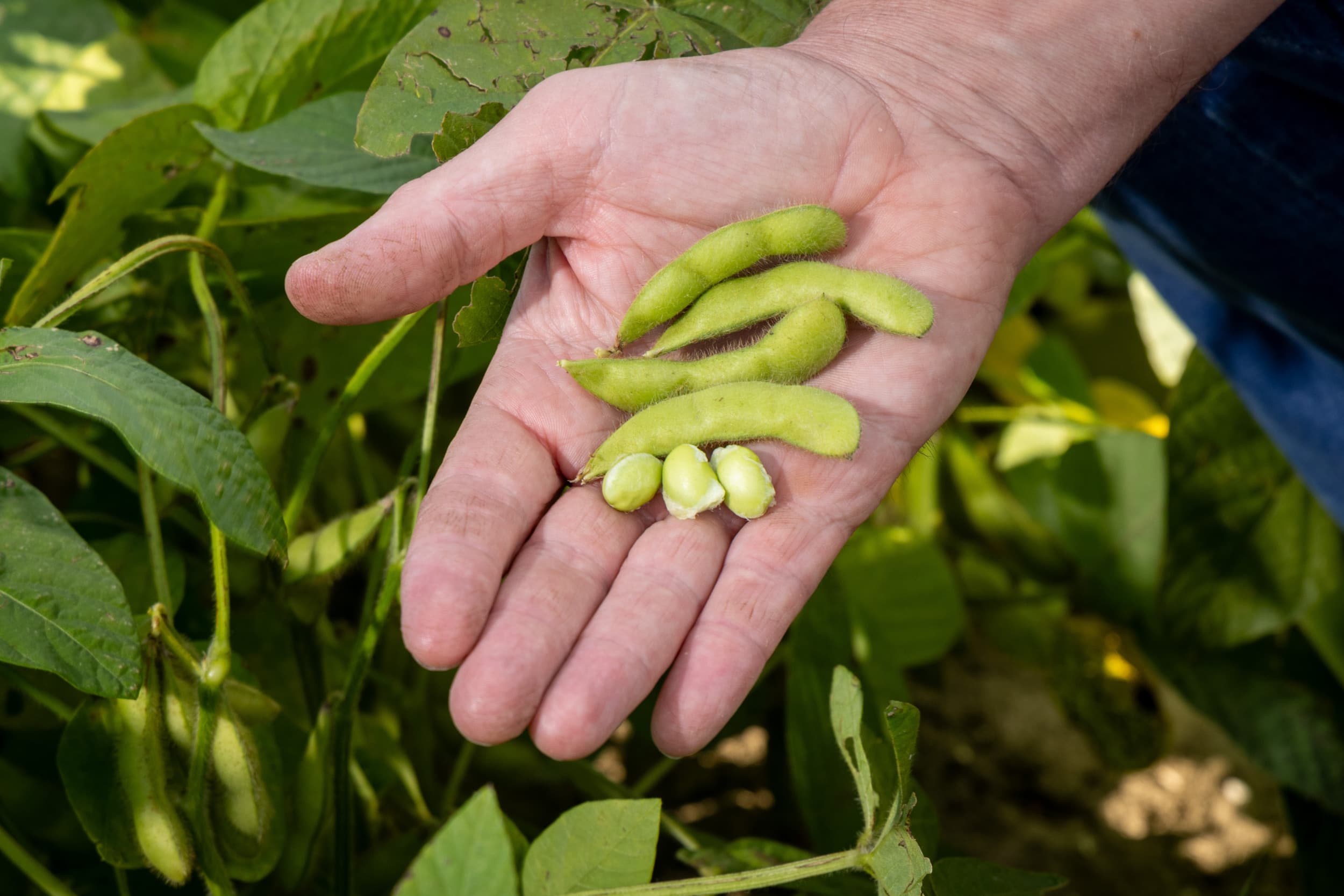importheffing EU producten Verenigde Staten