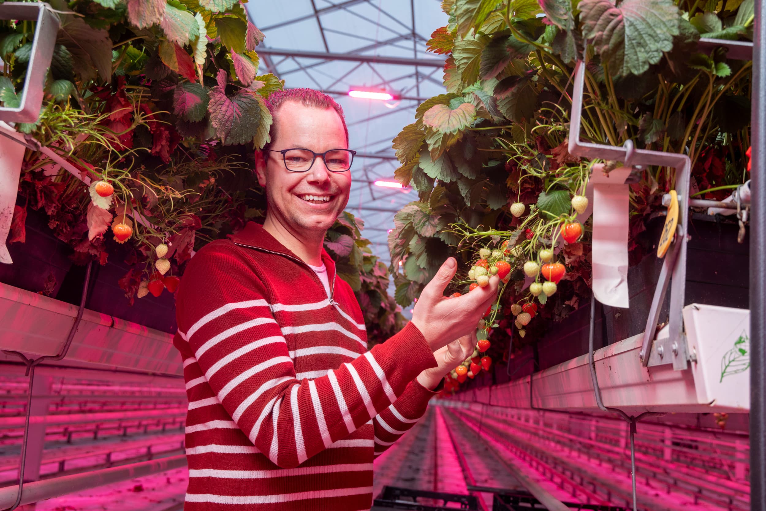 Jan van Genderen begon als 17-jarige met het kweken van aardbeien. Inmiddels hoort hij bij de grootste produceten van Nederland en produceert 8 miljoen kilo aardbeien per jaar op 57 hectare. De Ondernemer van het Jaar wil op korte termijn nog fors uitbreiden naar een productie van 11 miljoen kilo per jaar. Foto’s: Koos Groenewold