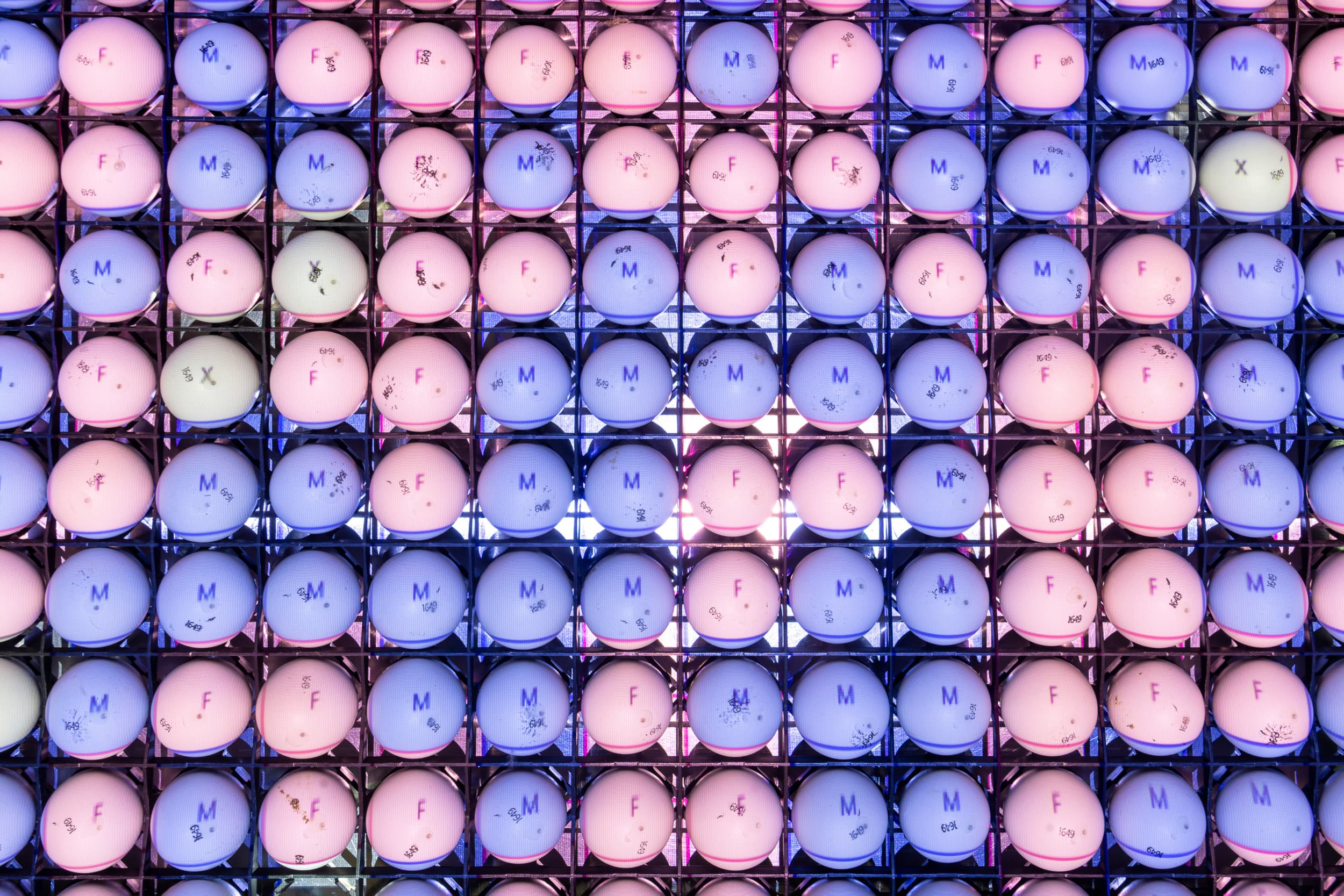 Afgesproken is dat vanaf 2026 voor de productie van tafeleieren voor de Nederlandse markt geen eendagshaantjes meer worden gedood. Dit kan door via techniek het geslacht al in een vroeg stadium in het ei te bepalen, zodat alleen hennen worden uitgebroed. – Foto: Koos Groenewold