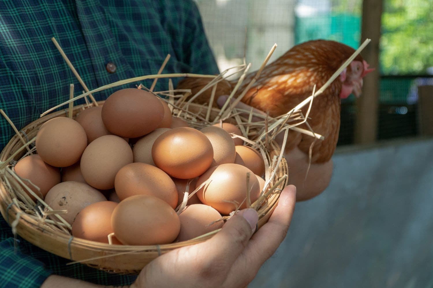 Het RIVM adviseert om geen eieren van hobbykippen te eten vanwege te hoge PFAS-waarden die schadelijk kunnen zijn voor de gezondheid. Foto: Canva/Prot Tachapanit