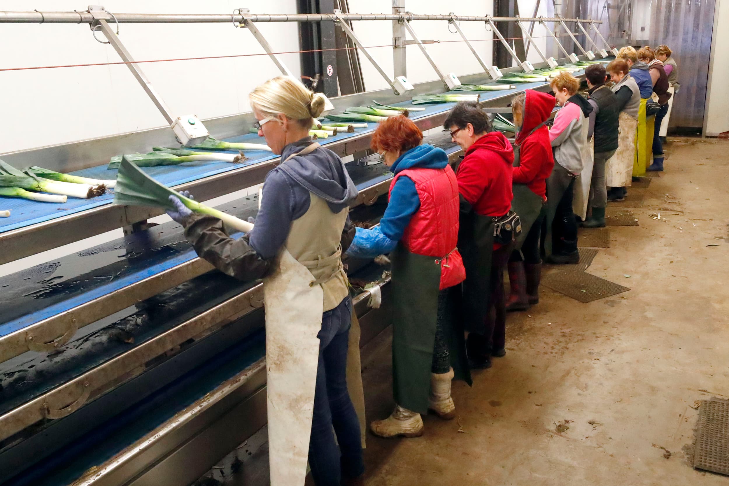 Op bijna de helft van de landbouwbedrijven leidt meertaligheid tot spraakverwarring, wat soms fouten, ruzie of gevoelens van uitsluiting veroorzaakt. Foto: Bert Jansen