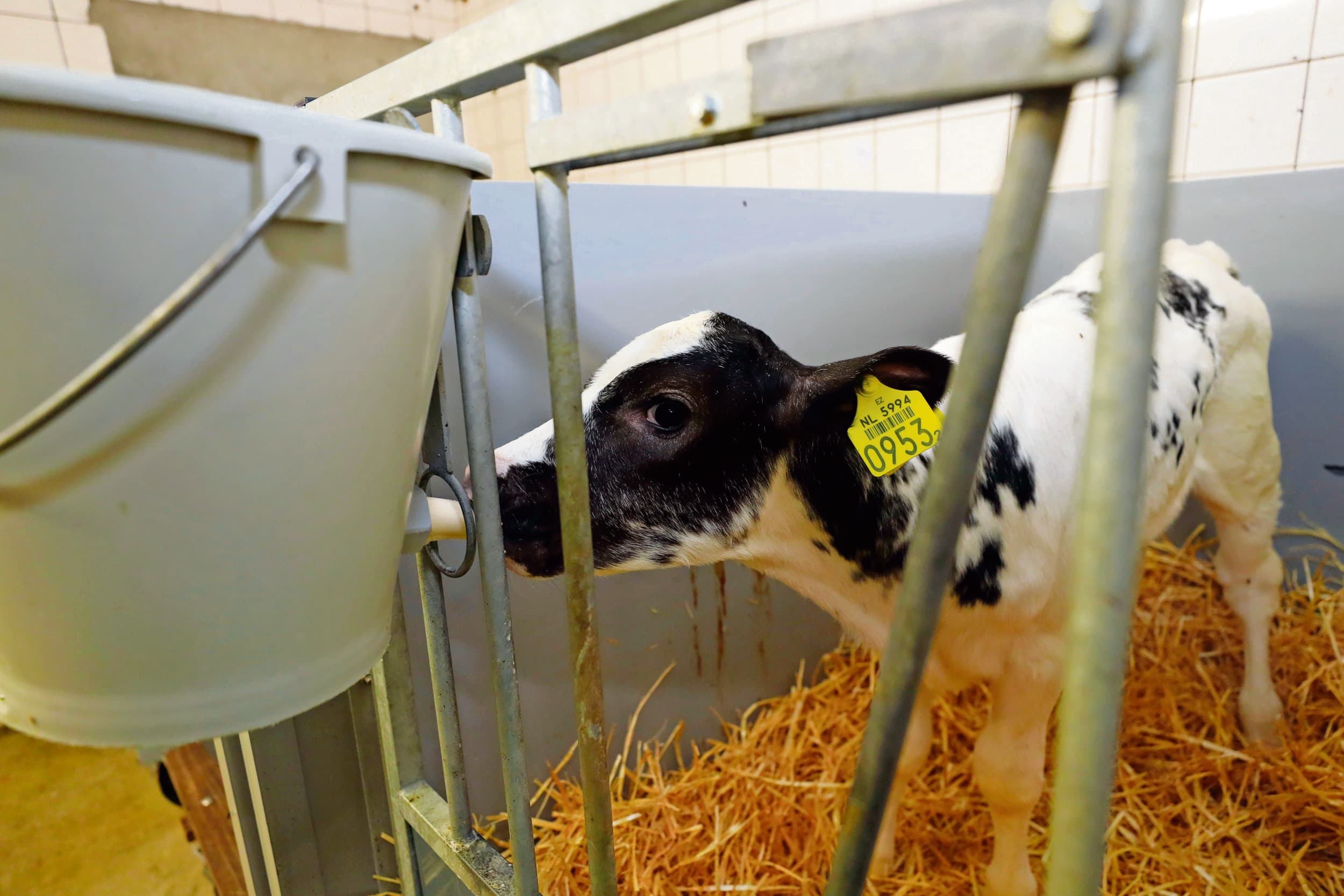 EkoHolland Vee&Vlees en de Van Loon Group zetten een keten op voor biologische kruislingkalveren. Op den duur moeten ook andere type kalveren via deze keten afgemest worden.Foto: Bert Jansen
