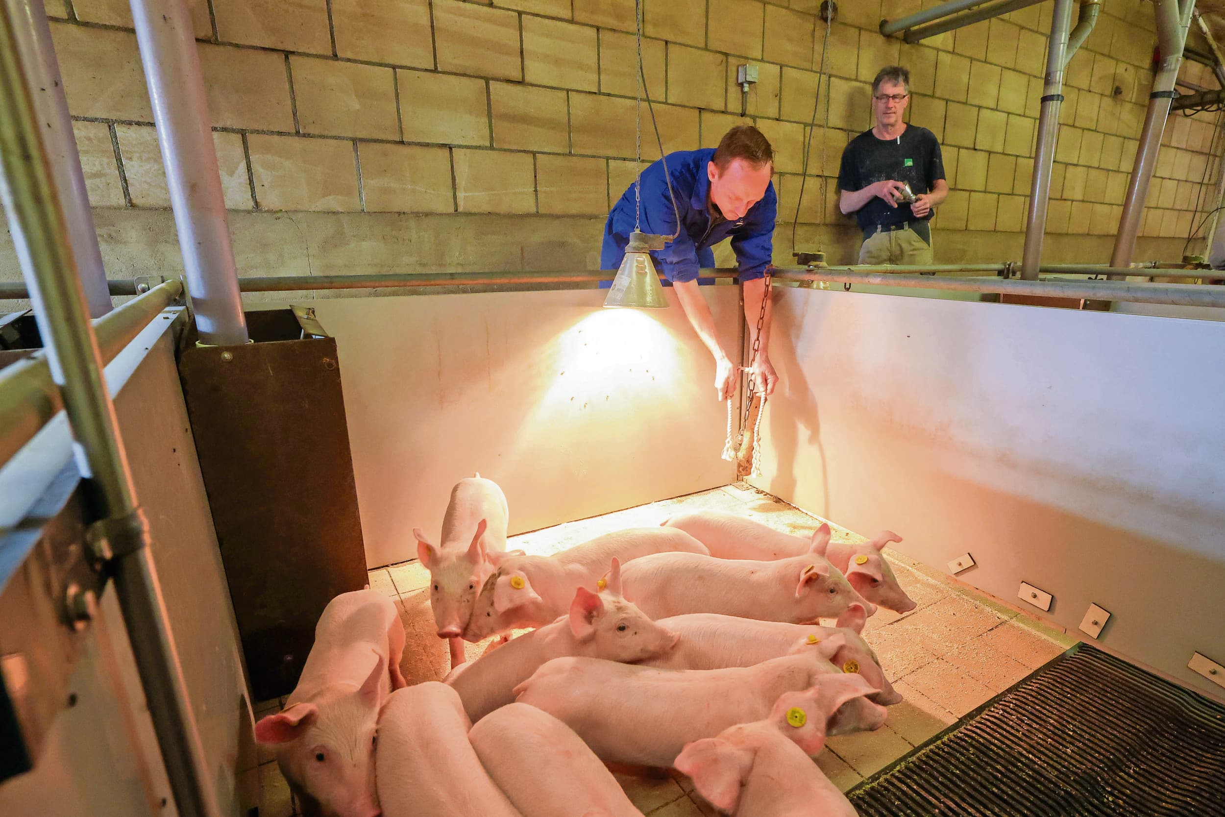 Onderzoek naar de aanwezigheid van PRRS met behulp van een kauwtouw. Varkenshouders doen er goed aan zo snel mogelijk te gaan werken aan de bestrijding van PRRS. Foto: Bert Jansen