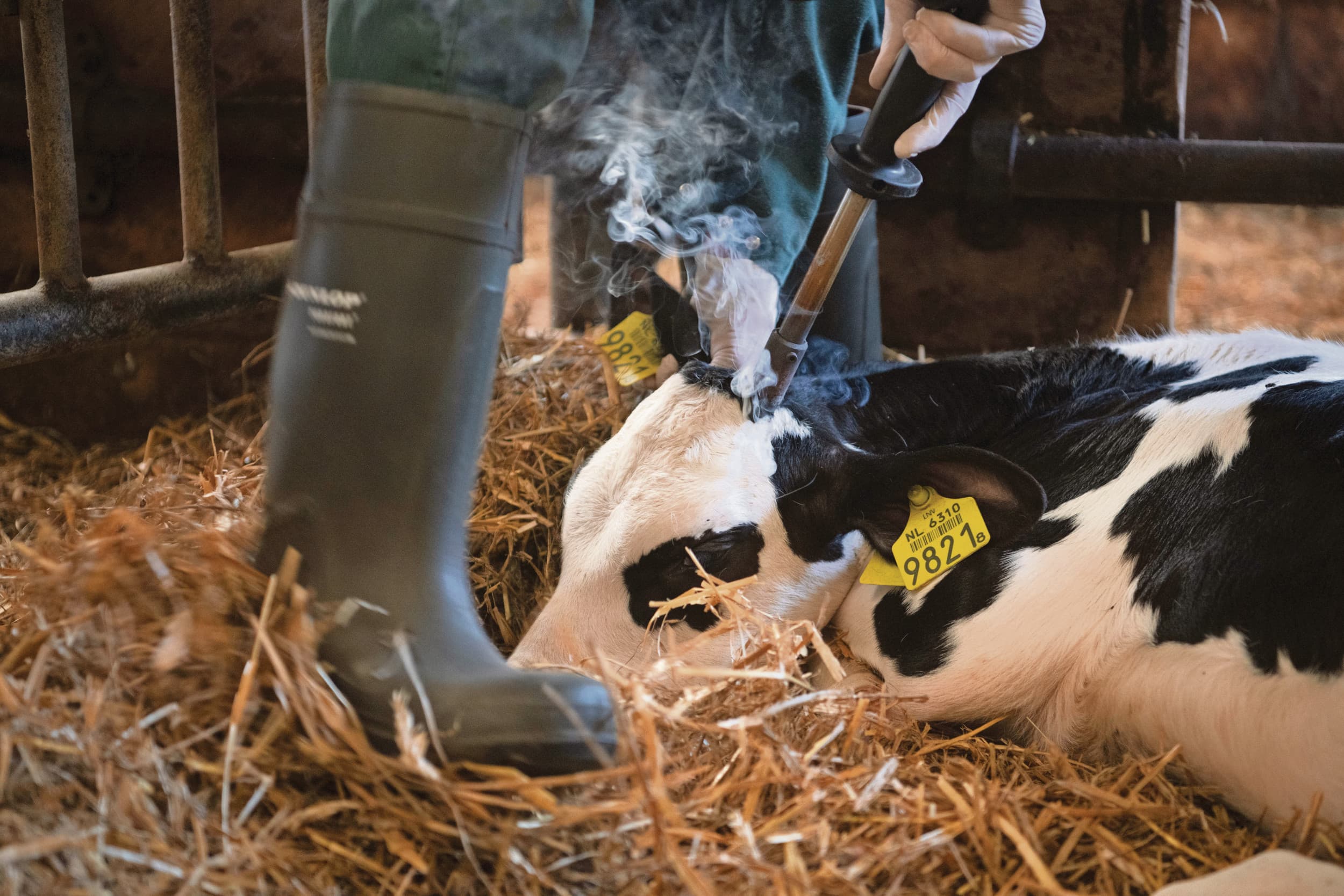 dierwaardige veehouderij