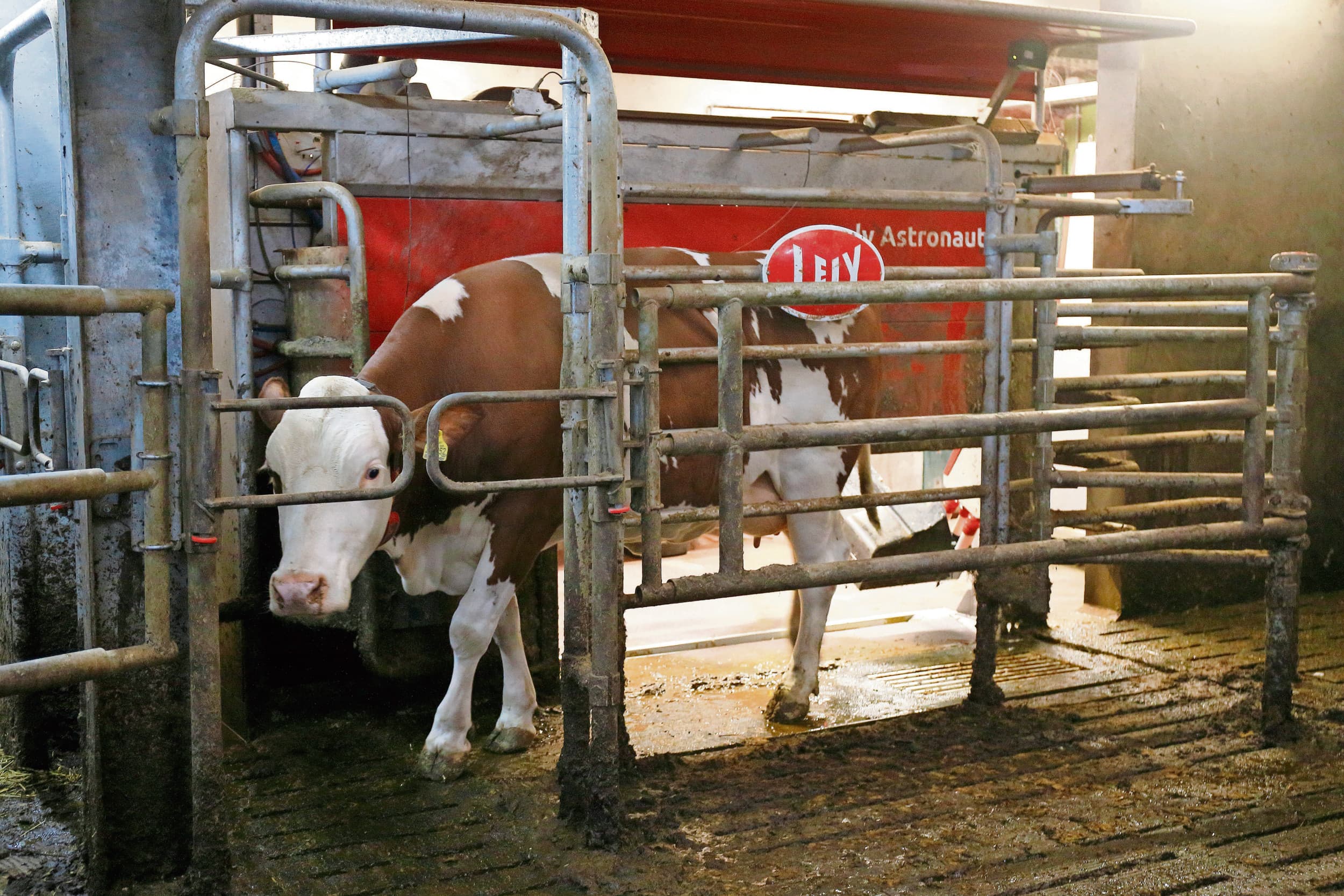 De kritieke melkprijs daalde in 2024 naar €45,62 per 100 kilo melk. Accountantskantoor Aaff ziet een grote spreiding tussen bedrijven. Foto: Hans Prinsen