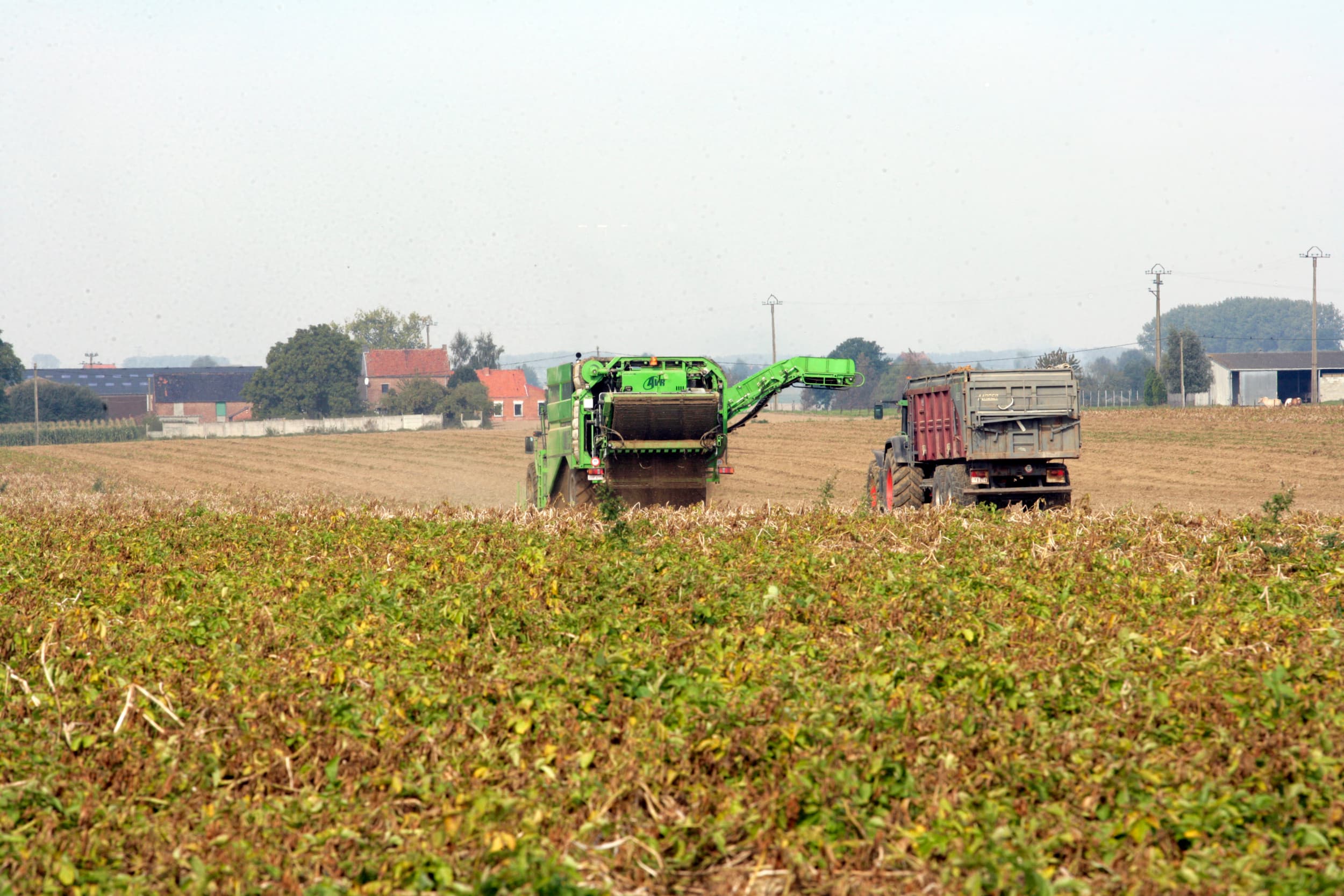 Oogst van fritesaardappelen in België, medio september, enkele jaren geleden. Foto: Henk Riswick