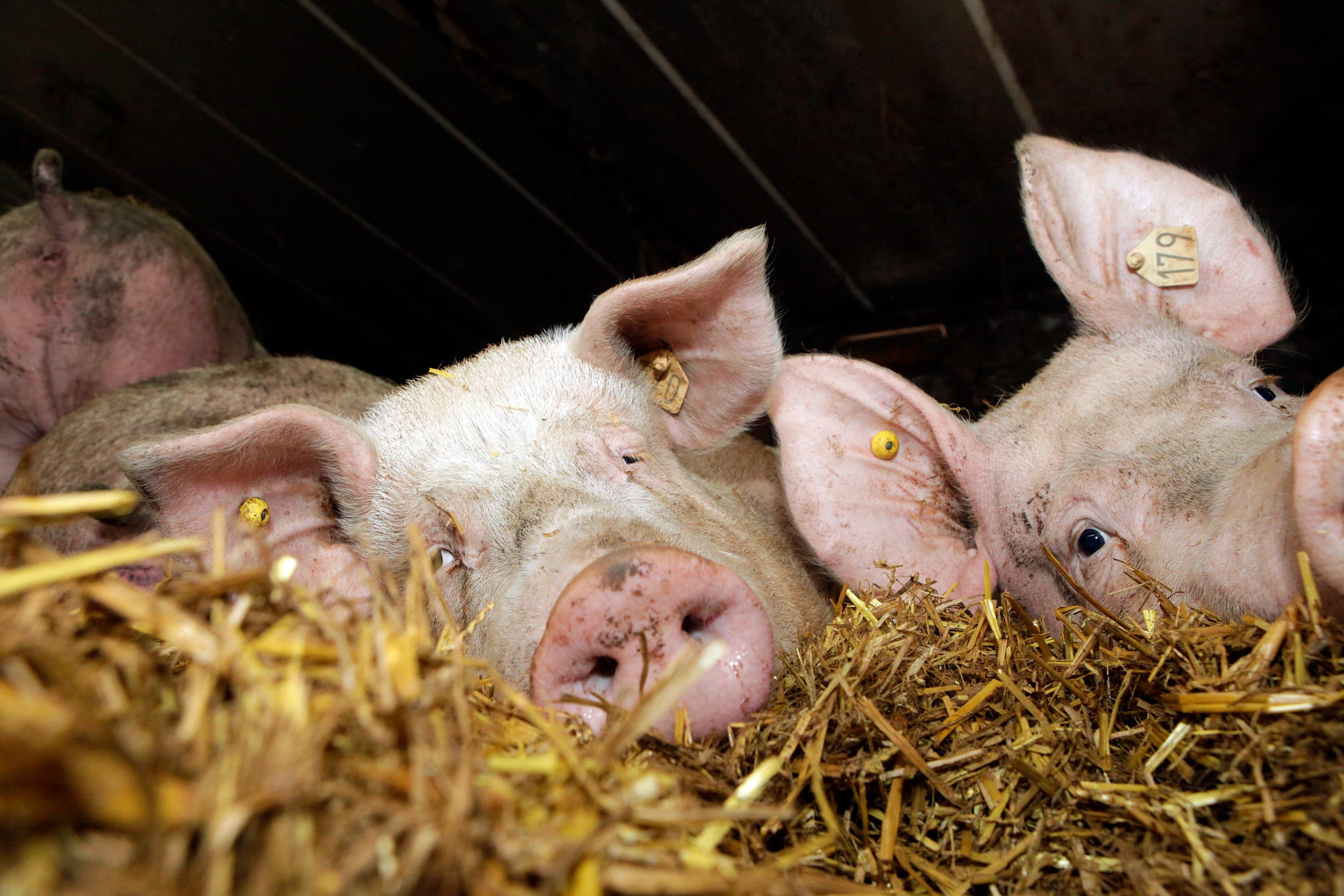 Deze zeugen liggen tevreden in groepshuisvesting in het stro. Afgelopen jaar ontving Vertrouwensloket Welzijn Landbouwhuisdieren 92 meldingen. Gros ging over runderen, 6% over varkens. Foto: Henk Riswick