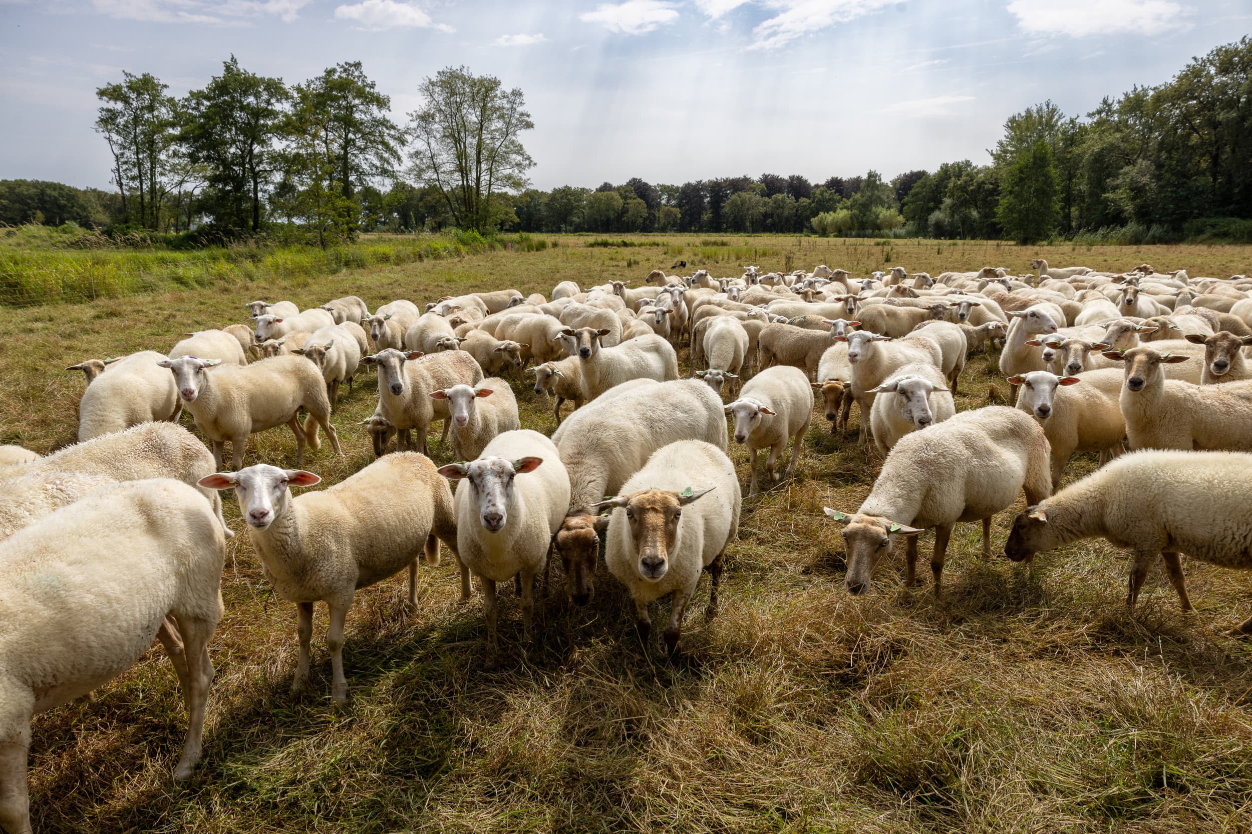 Melkveehouders ontvangen relatief makkelijk de hoogste eco-vergoeding, terwijl schapen- en zoogkoeienhouders met vaak duurzamer beheer daarvoor niet in aanmerking komen, schrijft columnist Corney Niemeijer. Foto: Peter Roek