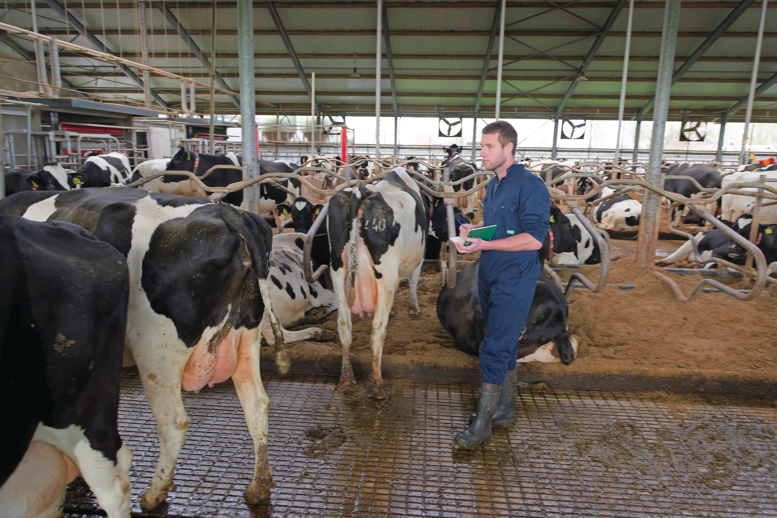 Dierenarts Eric Otten voerde op het bedrijf van gebroeders Rooker begin december 2022 een nulmeting uit. Hier worden locomotie- en conditiescore per koe vastgelegd. Foto: Lex Salverda