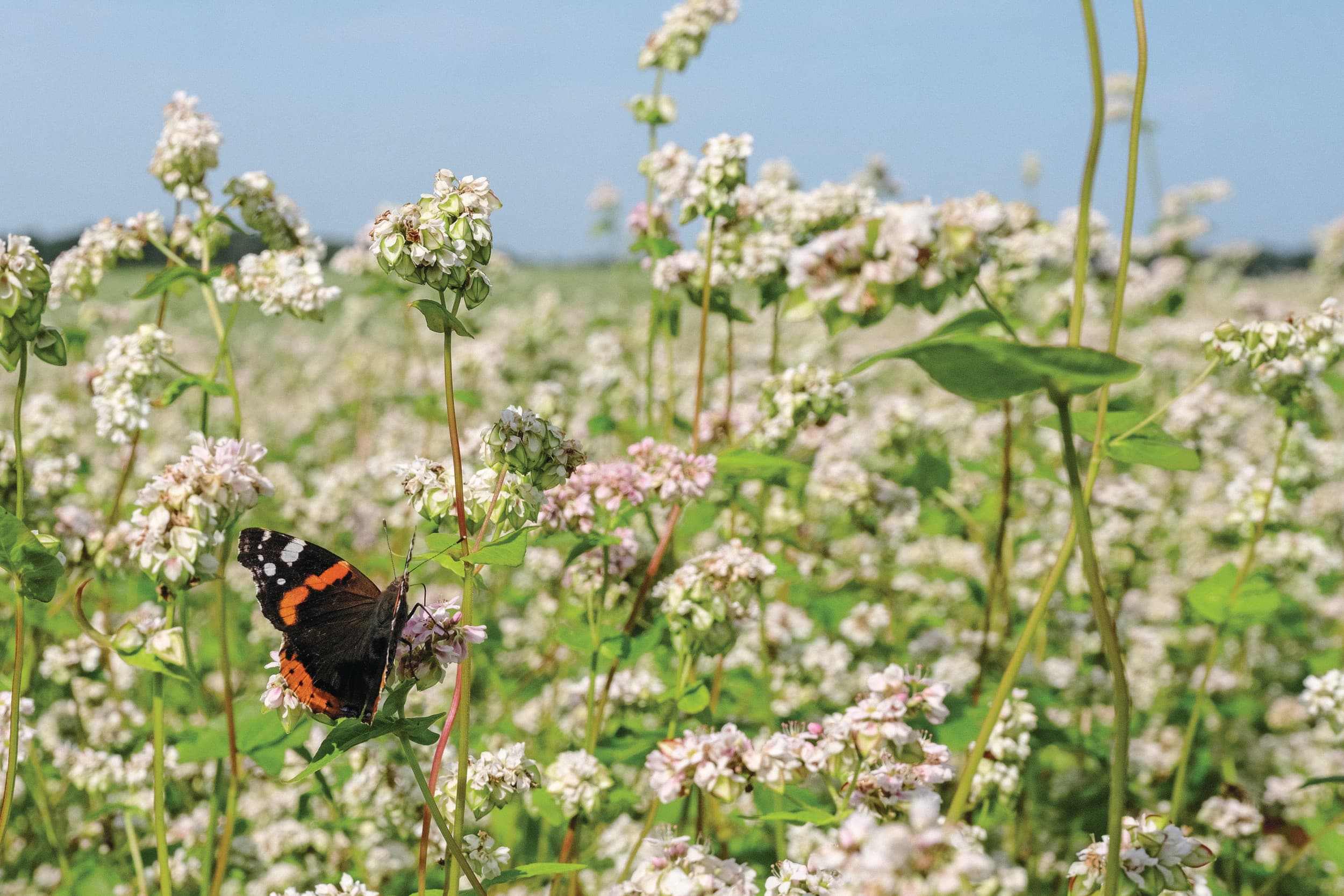 Ongeveer 33 dagen na inzaai, begint boekweit te bloeien. Typisch voor boekweit is dat het gewas door blijft groeien en bloeien. “De bloemen trekken veel insecten en veel bijen aan die honing maken met geneeskrachtige eigenschappen. Boekweit trekt ook insectenetende vogels aan. Het gewas levert een grote bijdrage aan biodiversiteit”, weet Brul. Foto: Jan Willem van Vliet