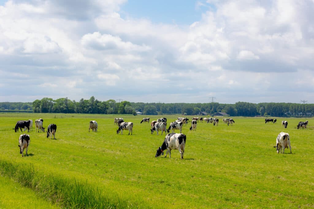 Verharding zorgt voor minder slijtage aan de graslanden. Foto: Timmerman Beton