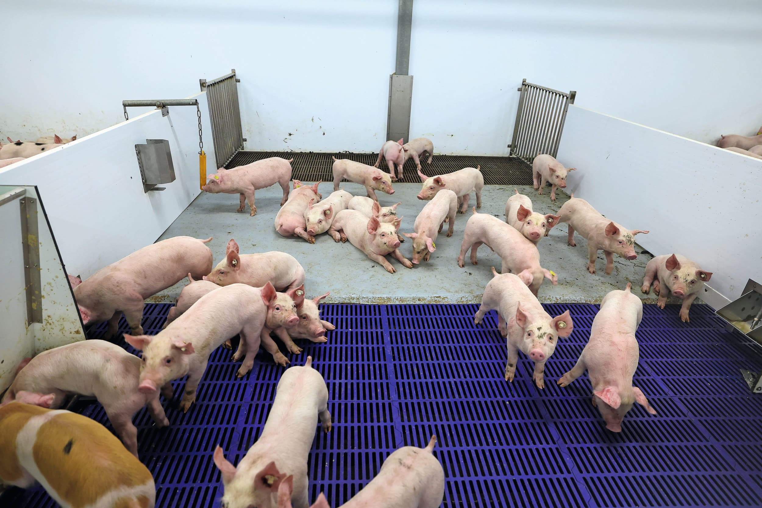 Slimme Stal-sensor Connecting Agri & Food Vion
