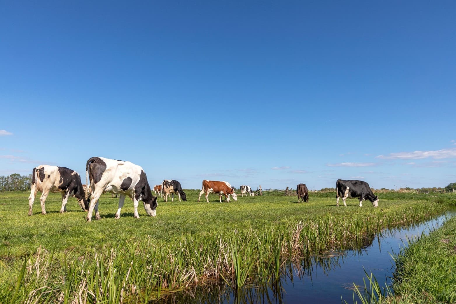 Investeren in betonplaten of verharding voor je kavelpaden draagt direct bij aan een verhoging van het aantal weide-uren en lagere kosten op de lange termijn. Foto: Timmerman Beton