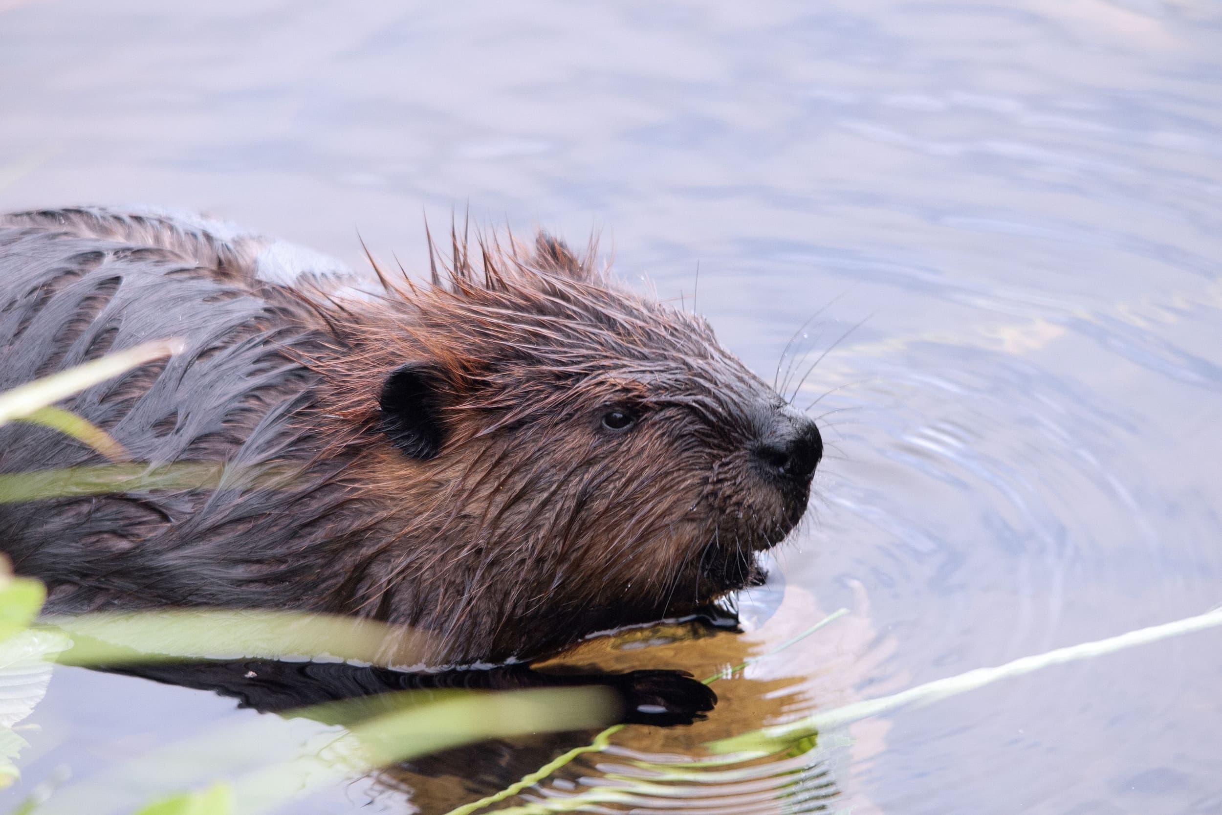 De Unie van Waterschappen (UvW) wil dat er een landelijke aanpak komt voor bevers. Foto: Canva