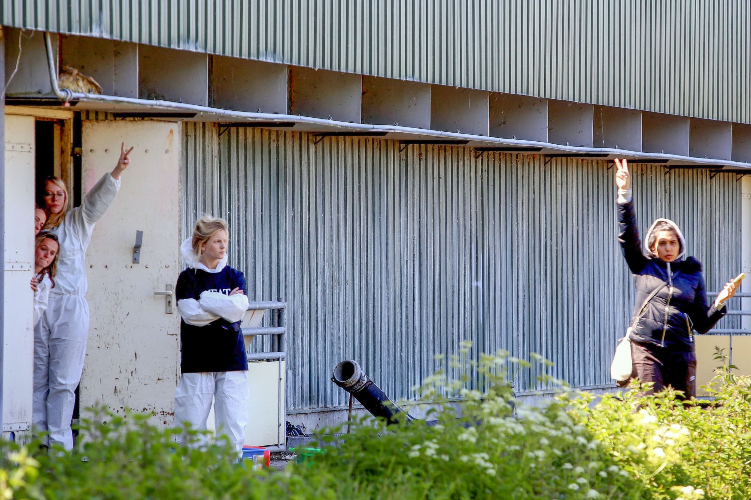 Dierenactivisten van actiegroep Meat the Victims vielen in 2019 een varkensstal in Boxtel binnen. Foto: Bert Jansen