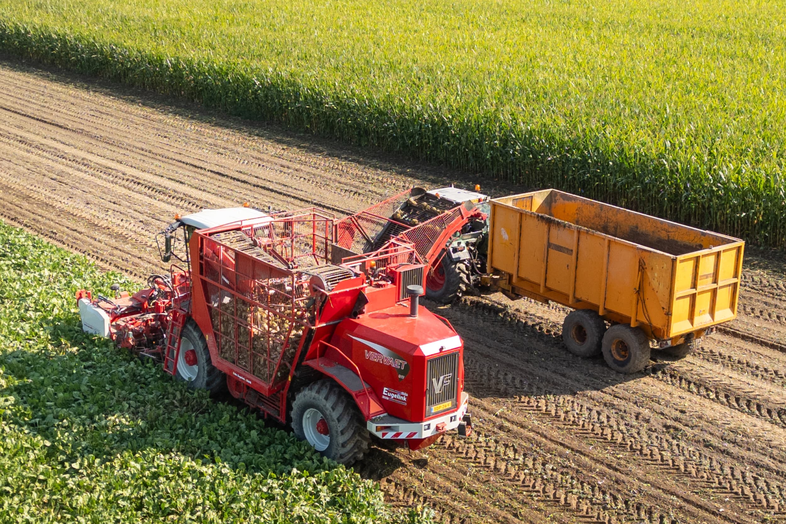De gemiddelde oogstopbrengst in de suikerbietenteelt zal in de EU licht afnemen, enerzijds doordat het areaal afneemt, anderzijds door afnemende opbrengst door negatieve weerseffecten. Foto: Koos Groenewold