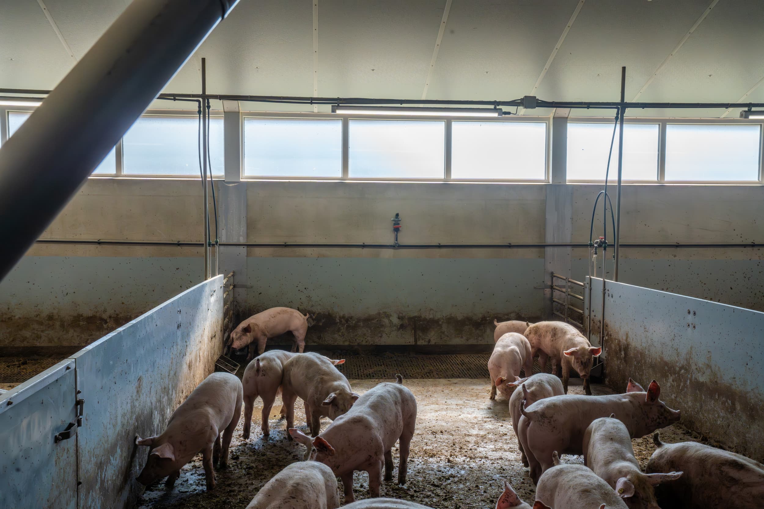 LTO liet Kamerleden weten geen voorstander te zijn van gedwongen krimp van de veestapel. Foto: Bert Jansen