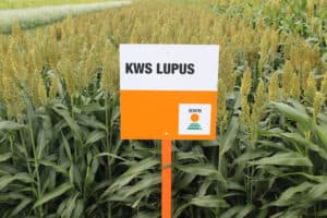Sorghumras KWS Lupus.