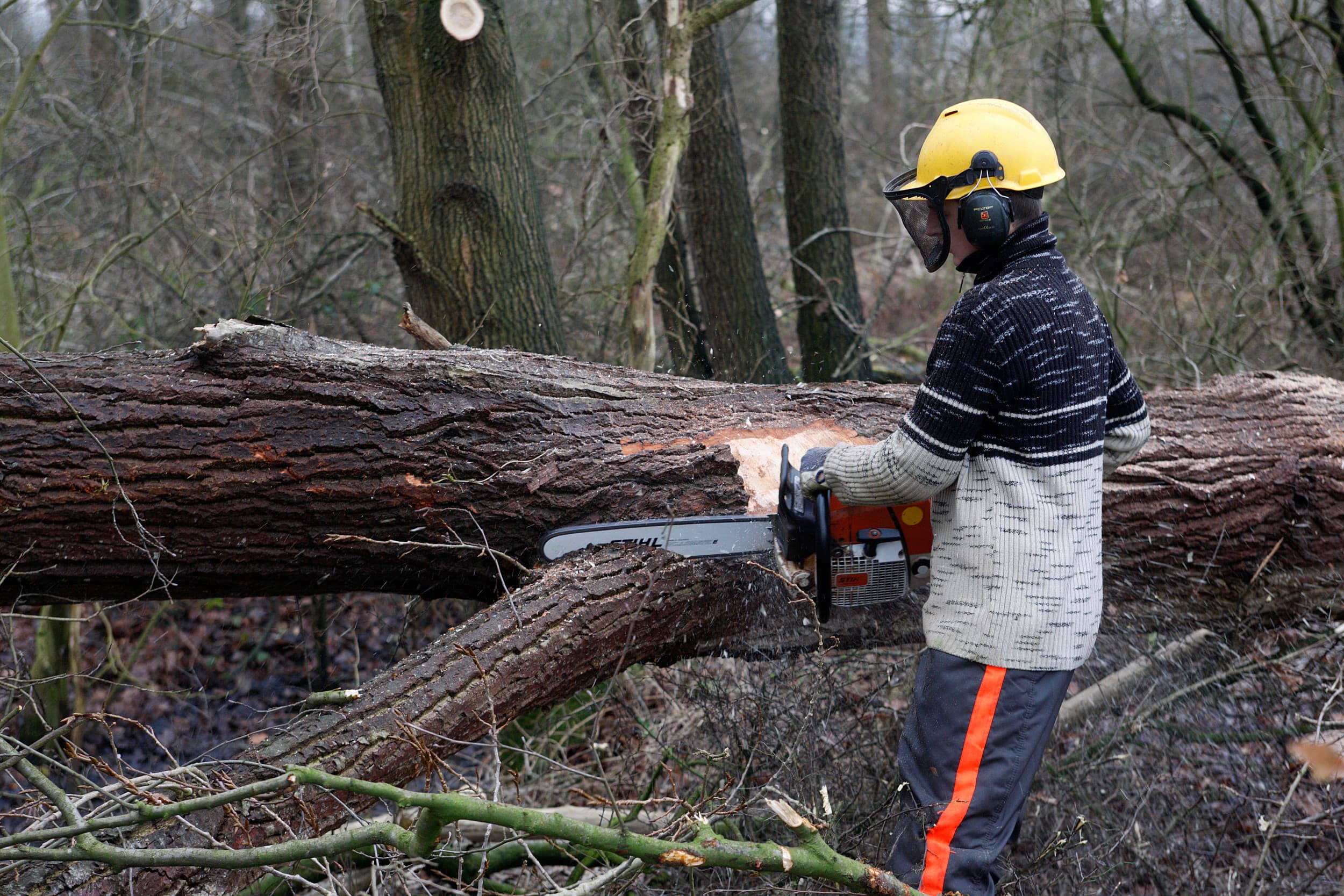 Een ZZP’er helpt mee met onderhoud van een bos. In de landbouwsector wordt veel gebruik gemaakt van zelfstandigen zonder personeel. In veel gevallen is ook sprake van schijnzelfstandigheid, geven belastingadviseurs aan. Daar gaat de Belastingdienst vanaf 1 januari 2025 voor het eerst echt op handhaven. Foto: Hans Prinsen