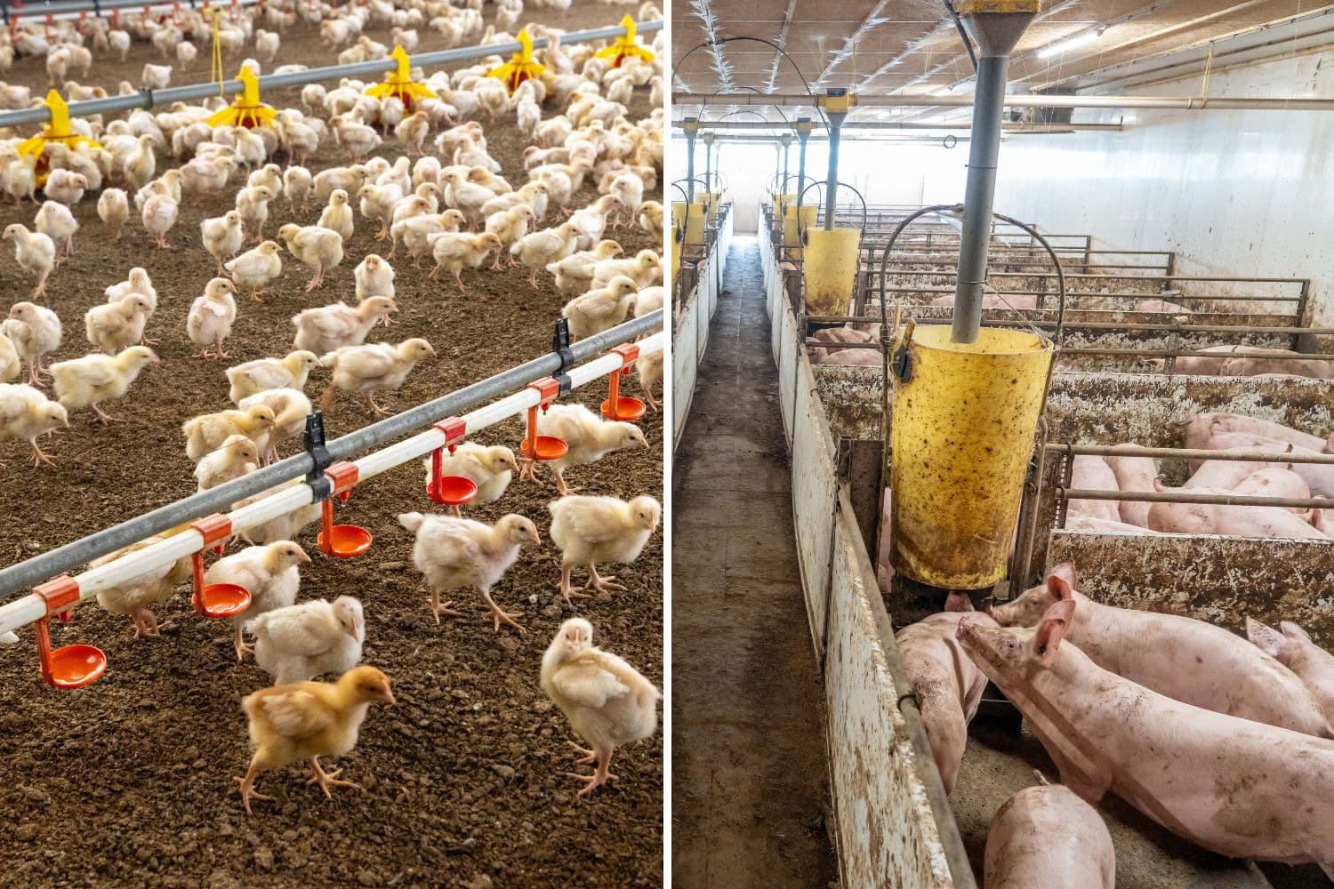 In 2024 is voor het eerst carbapenemaseresistentie (CPE) vastgesteld op twee veehouderijbedrijven; vervolgonderzoek toont aan dat de bacteriën niet meer aanwezig zijn. Foto: Koos Groenewold en Jan Willem Schouten