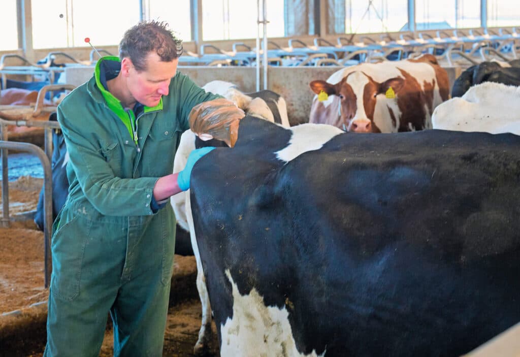 Het bedrijf telt 250 melkkoeien. Nico insemineert ze zelf.
