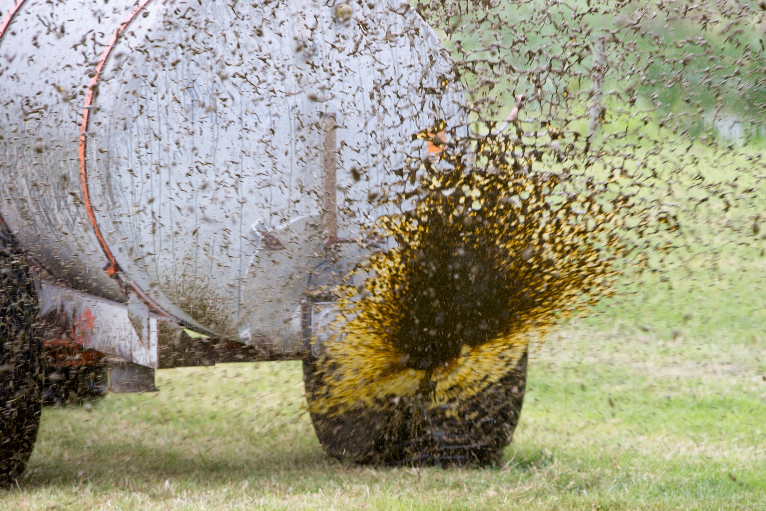 Melkveehouders mogen mest bovengronds uitrijden als minstens 85% van hun landbouwgrond uit grasland bestaat en ze minder dan 100 kilogram stikstofkunstmest per hectare per jaar gebruiken. Daarnaast mag het stikstofoverschot op bedrijfsniveau niet hoger zijn dan 100 kilogram stikstof per hectare. Foto: Anne van der Woude