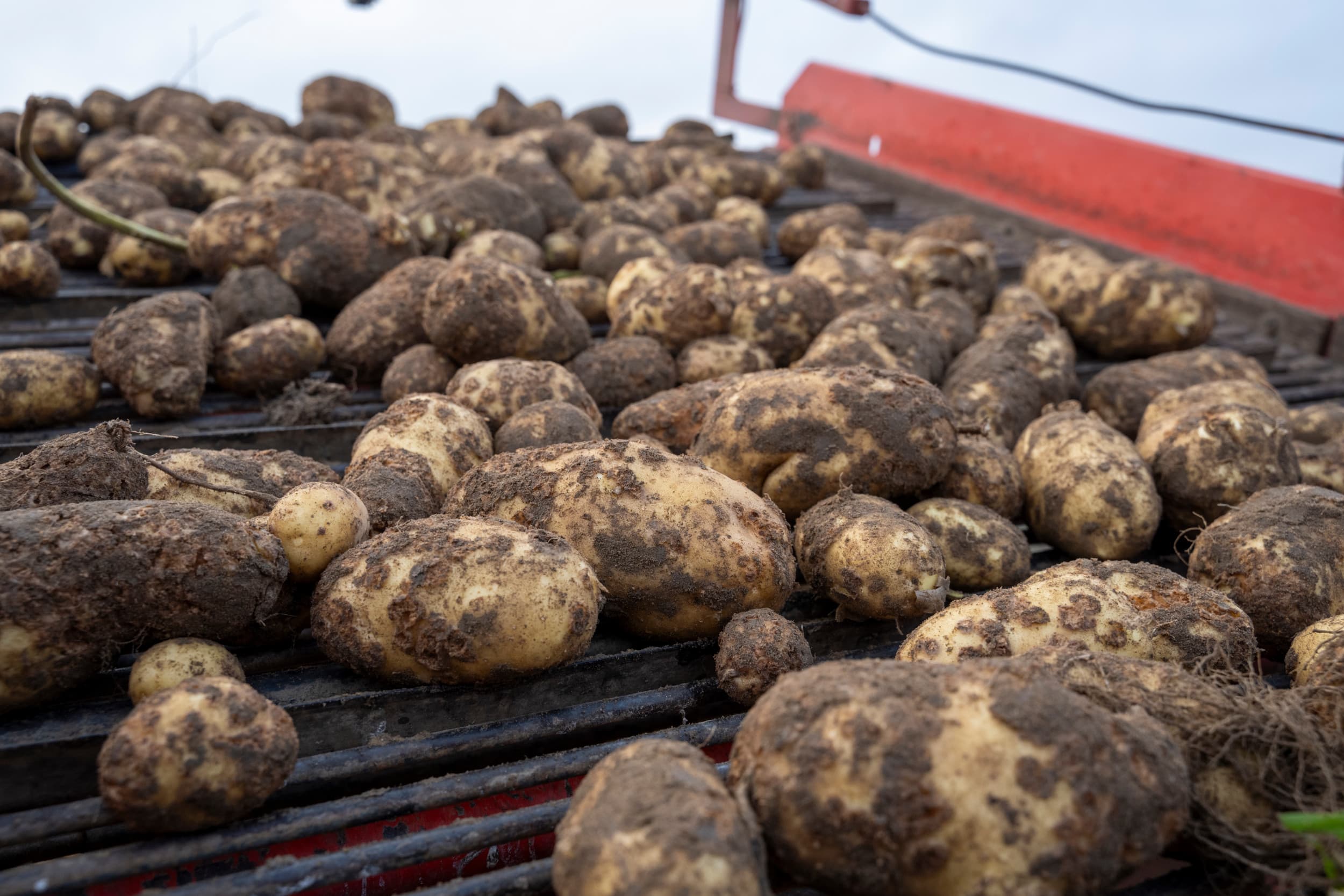Het rooien van aardappelen heeft in landen als Frankrijk en België als gevolg van de weersomstandigheden vertraging opgelopen. Foto: Bram Becks Fotografie