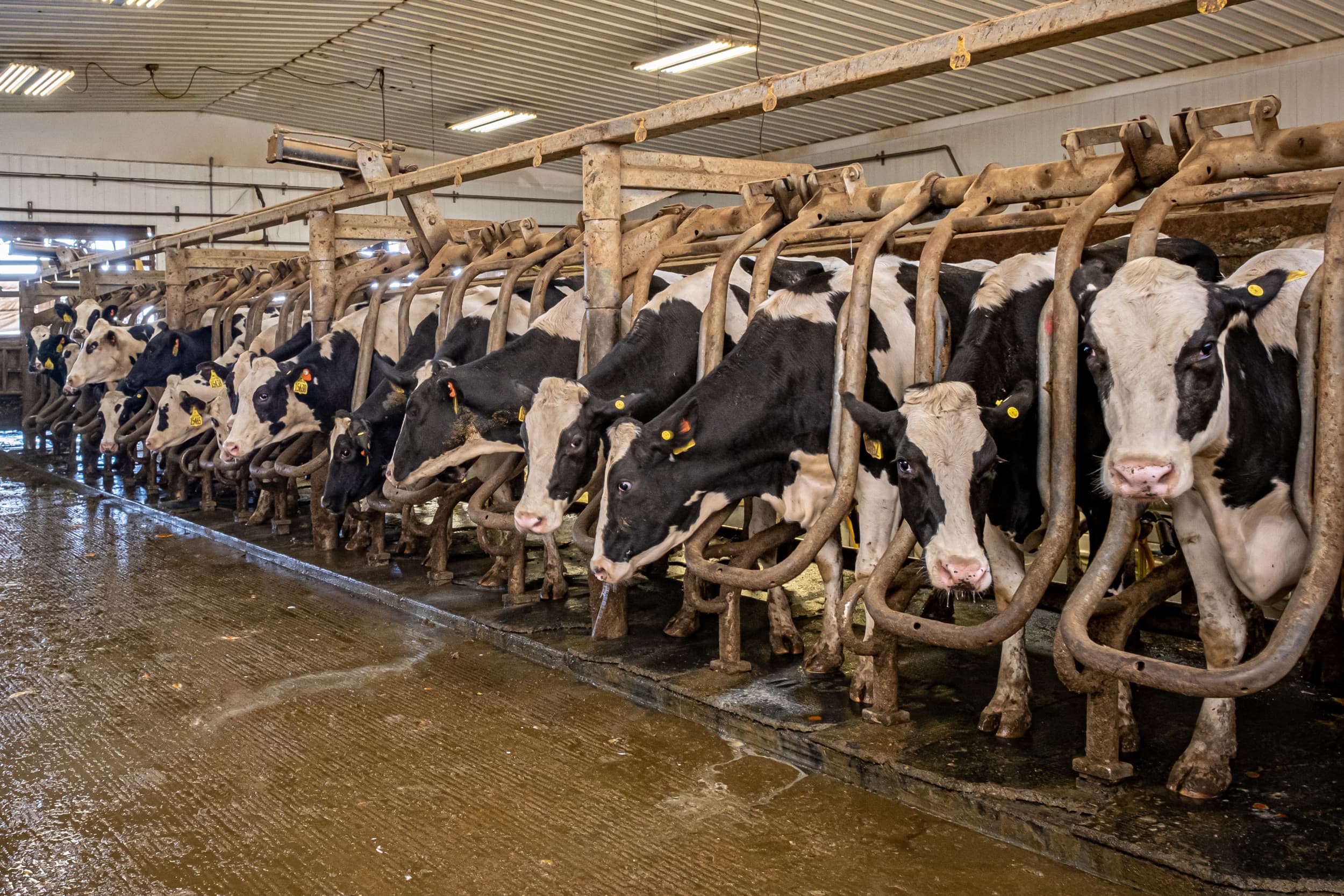 Melkveehouderij in de Verenigde Staten. Foto: Charles Keijser