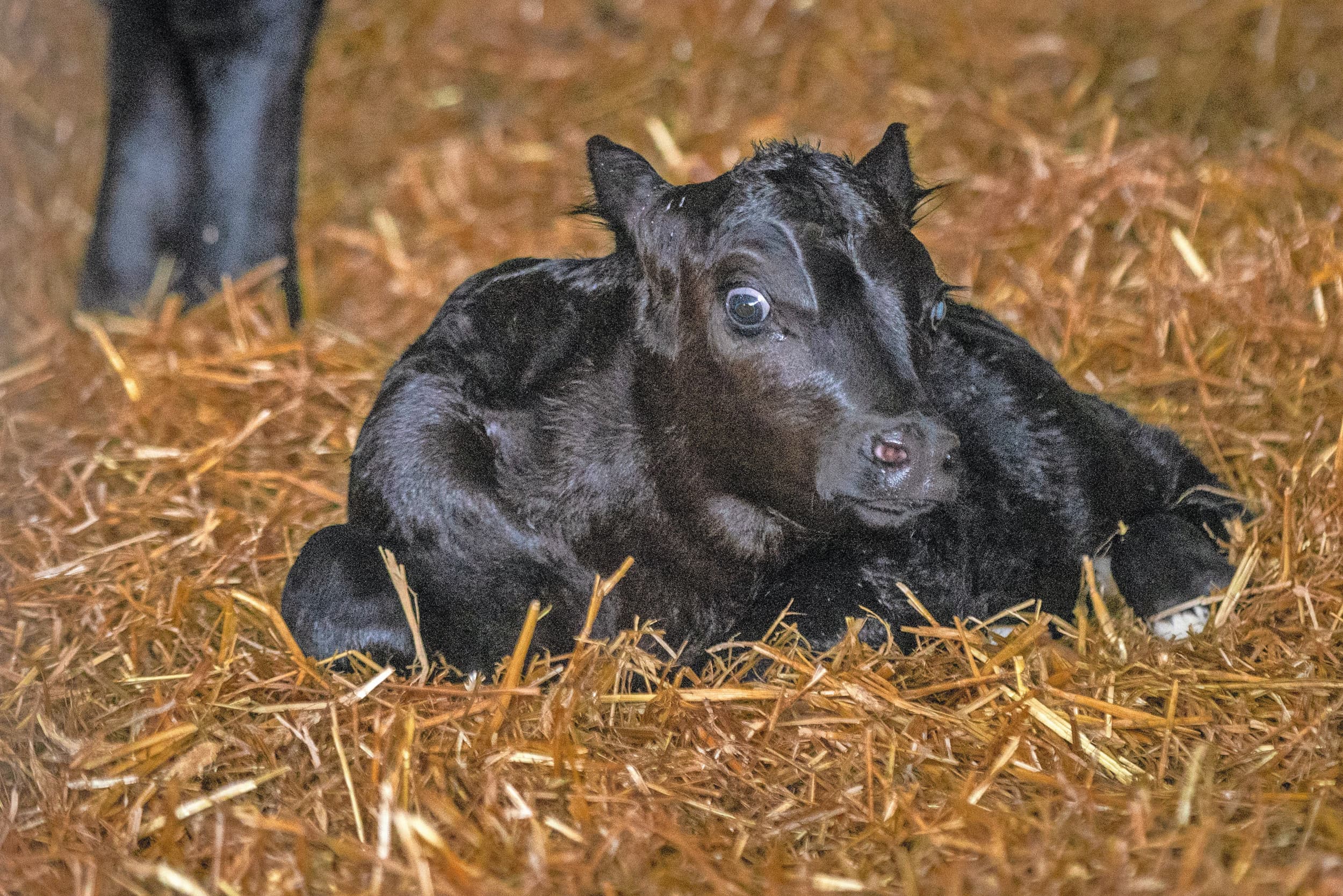 Om het risico op een E.coli-besmetting te verlagen, is een schone omgeving waarin het kalf geboren wordt noodzakelijk.Foto: Koos Groenewold