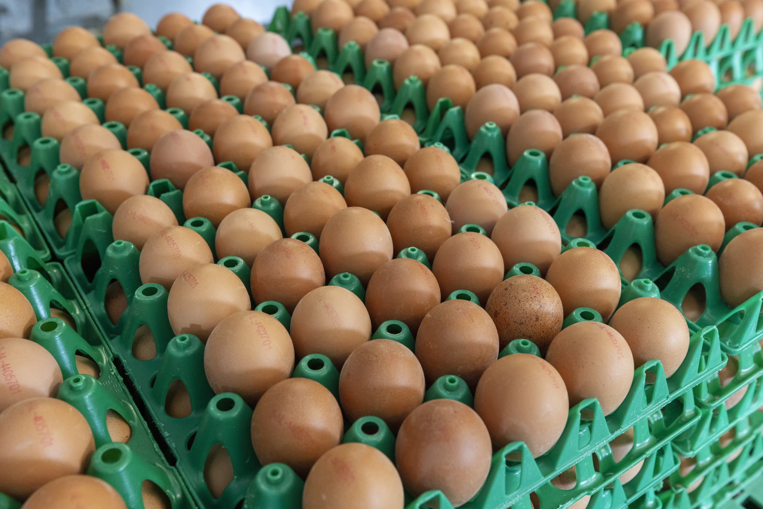 Britse eierindustrie staat onder zware druk. Foto: Koos Groenewold