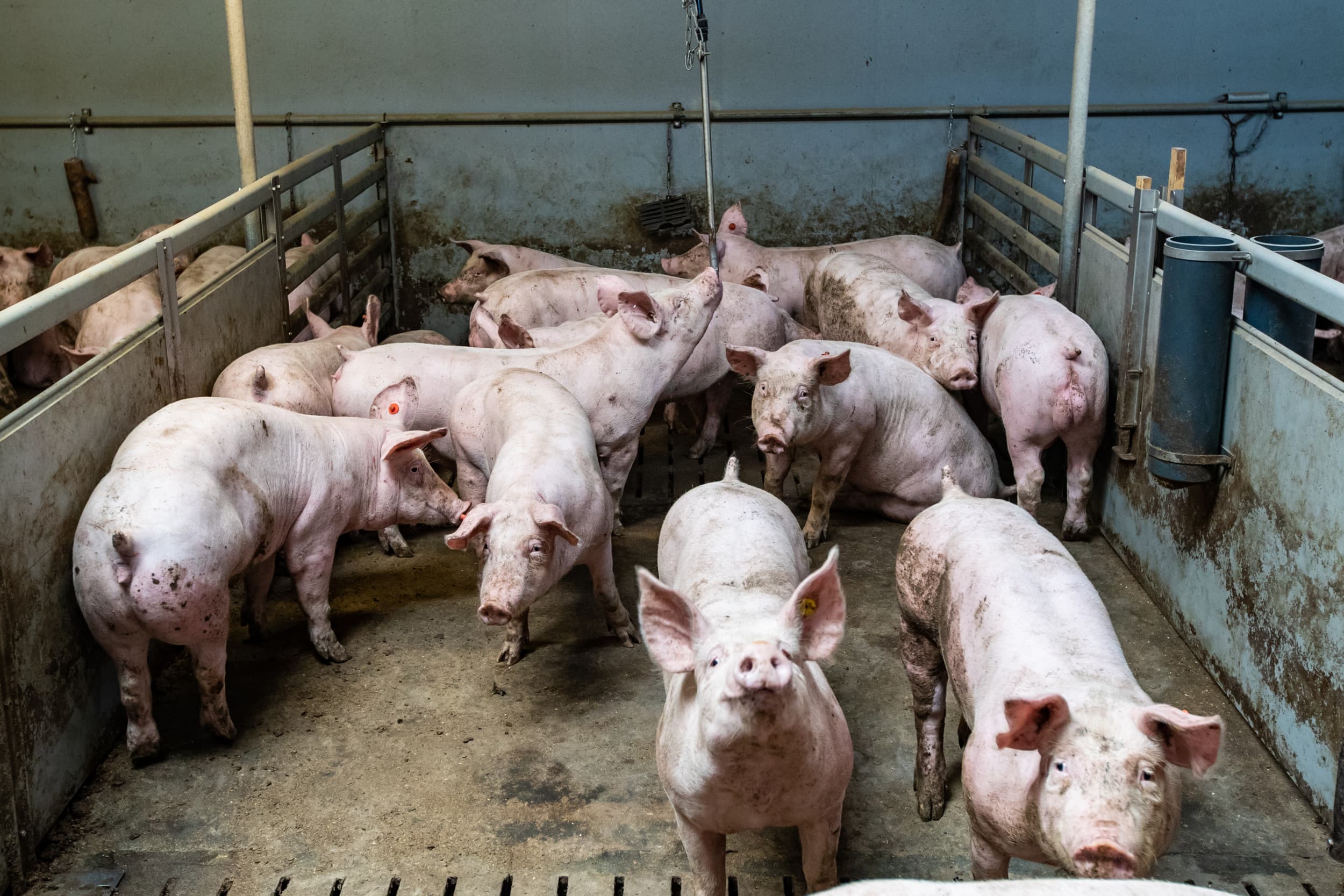 Het aantal varkensbedrijven in Duitsland is in 2024 met 600 gekrompen tot 15.600. Foto: Ronald Hissink