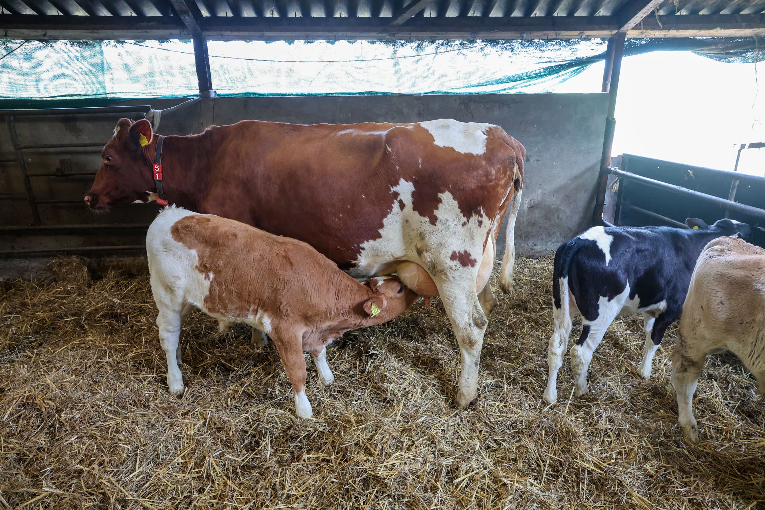 Ruurhoeve, Corné Ansems, - Voorloper kalf bij koe laten lopen, Caring Farmers, strengere dierenwelzijnseisen vanwege convenant dierwaardige veehouderij. opdr 4174343