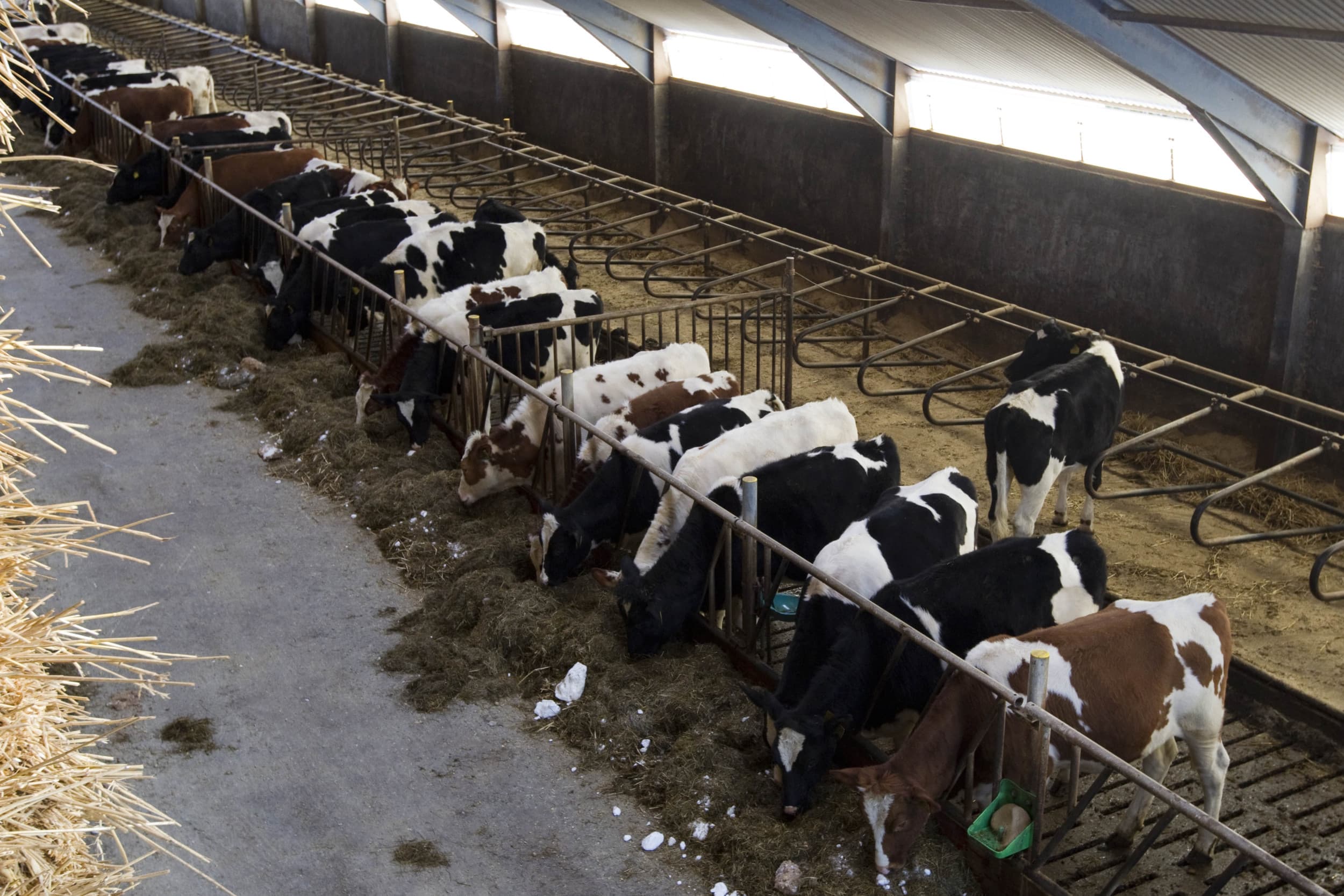 Het aantal MKZ-uitbraken in Slowakije en Hongarije is opgelopen tot negen, met nieuwe besmettingen op grote melkveebedrijven. Foto Dennis Beek
