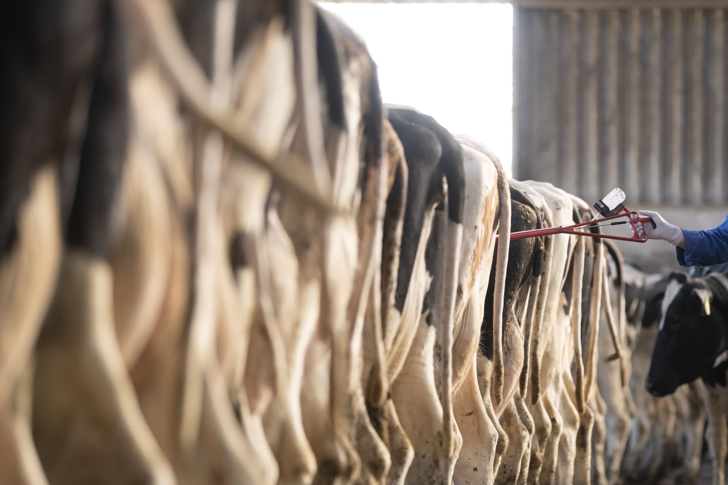 In het Duitse Heek zijn opnieuw IBR-besmettingen vastgesteld, waardoor de IBR-vrije status in de regio onder druk staat. Foto ter illustratie. Foto: Mark Pasveer