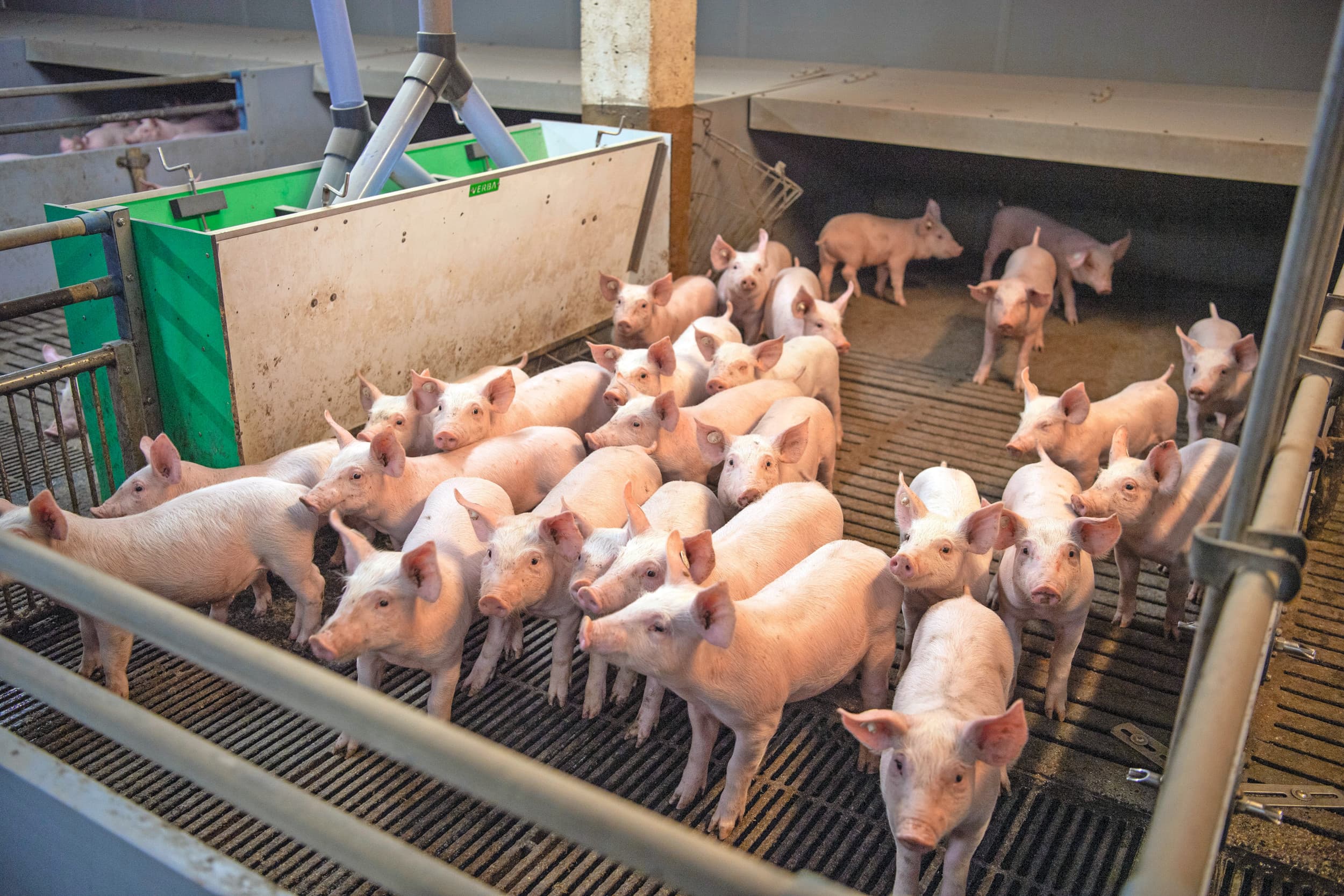 Een van de dingen die de varkenshouderij enorm vooruit kan helpen is meer SPF-dieren, betoogt Addy van Rooi. Foto: Mark Pasveer