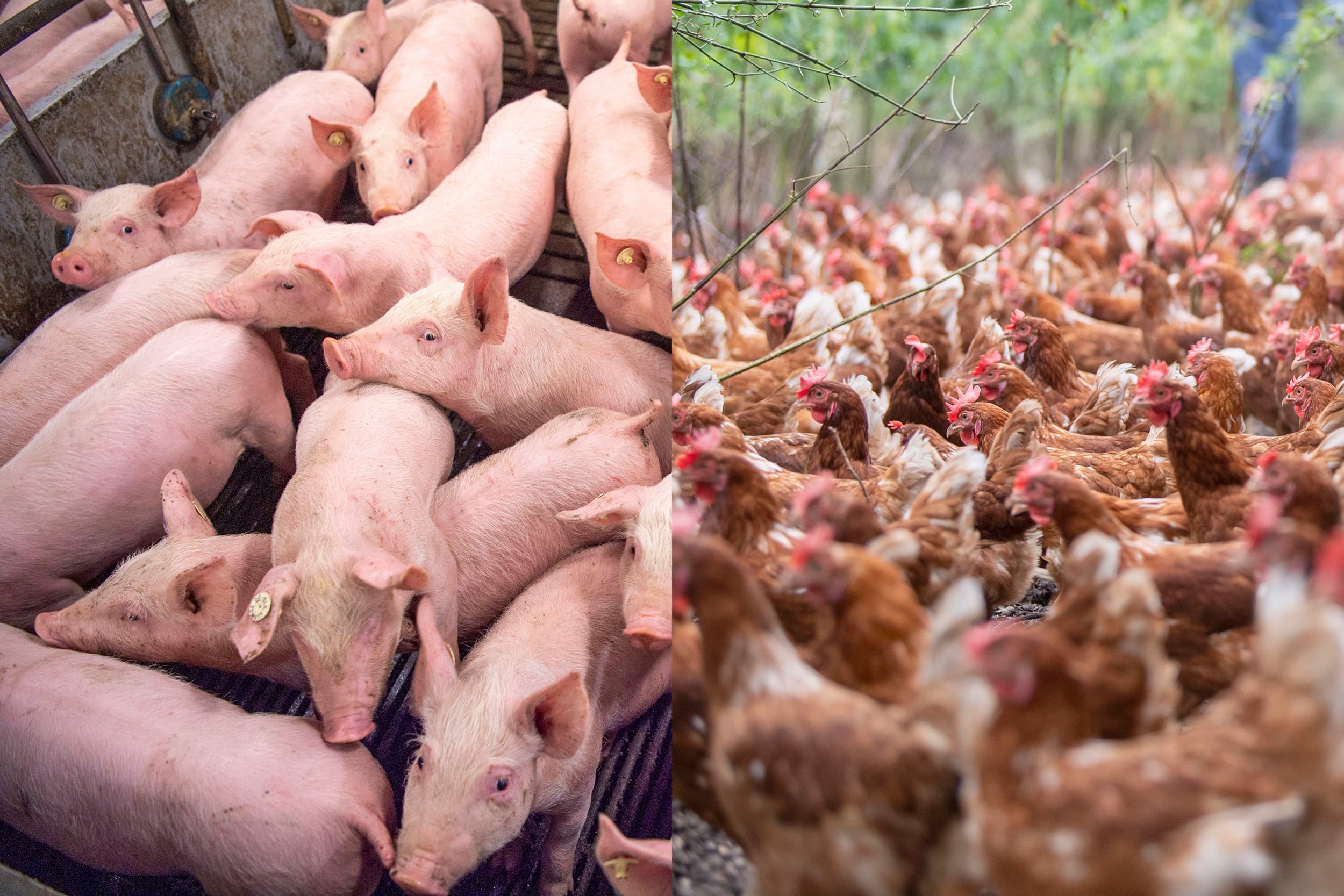 Varkens- en pluimveehoudersorganisaties hebben van begin af aan bezwaar gemaakt tegen het afromingsvoorstel van landbouwminister Femke Wiersma. Foto’s: Mark Pasveer