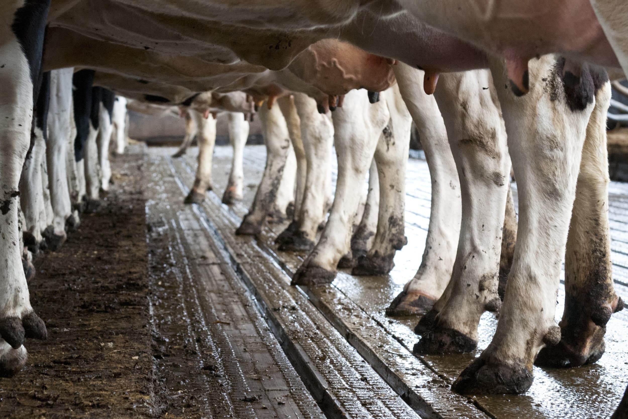 MKZ FirstFarms Slowakije