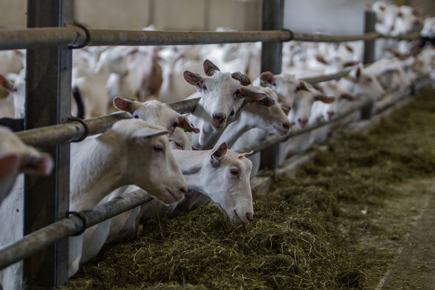 Rechter wijst verzoek MOB over intrekken natuurvergunning veehouders af
