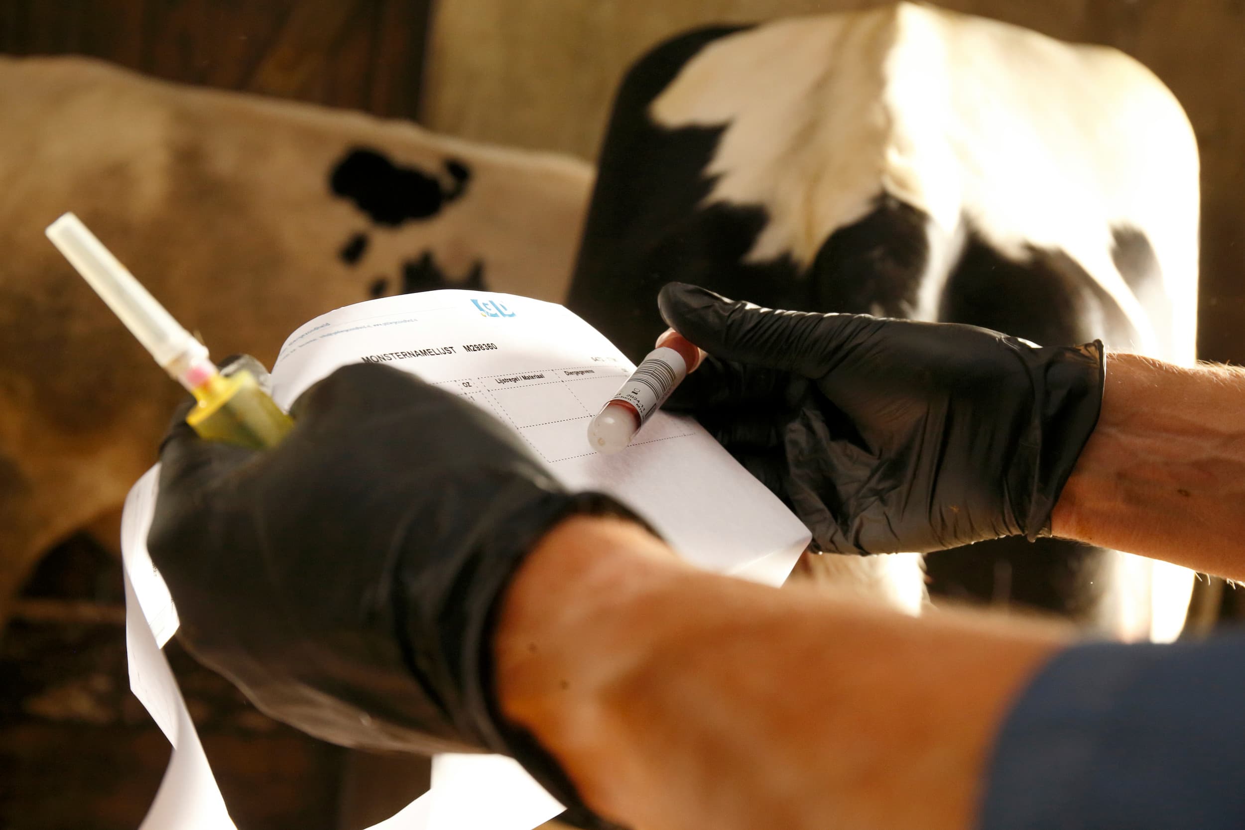Het bestrijdingsprogramma tegen Infectieuze boviene rhinotracheïtis (IBR) wordt op zijn vroegst per 1 januari 2026 van kracht. Foto Hans Prinsen