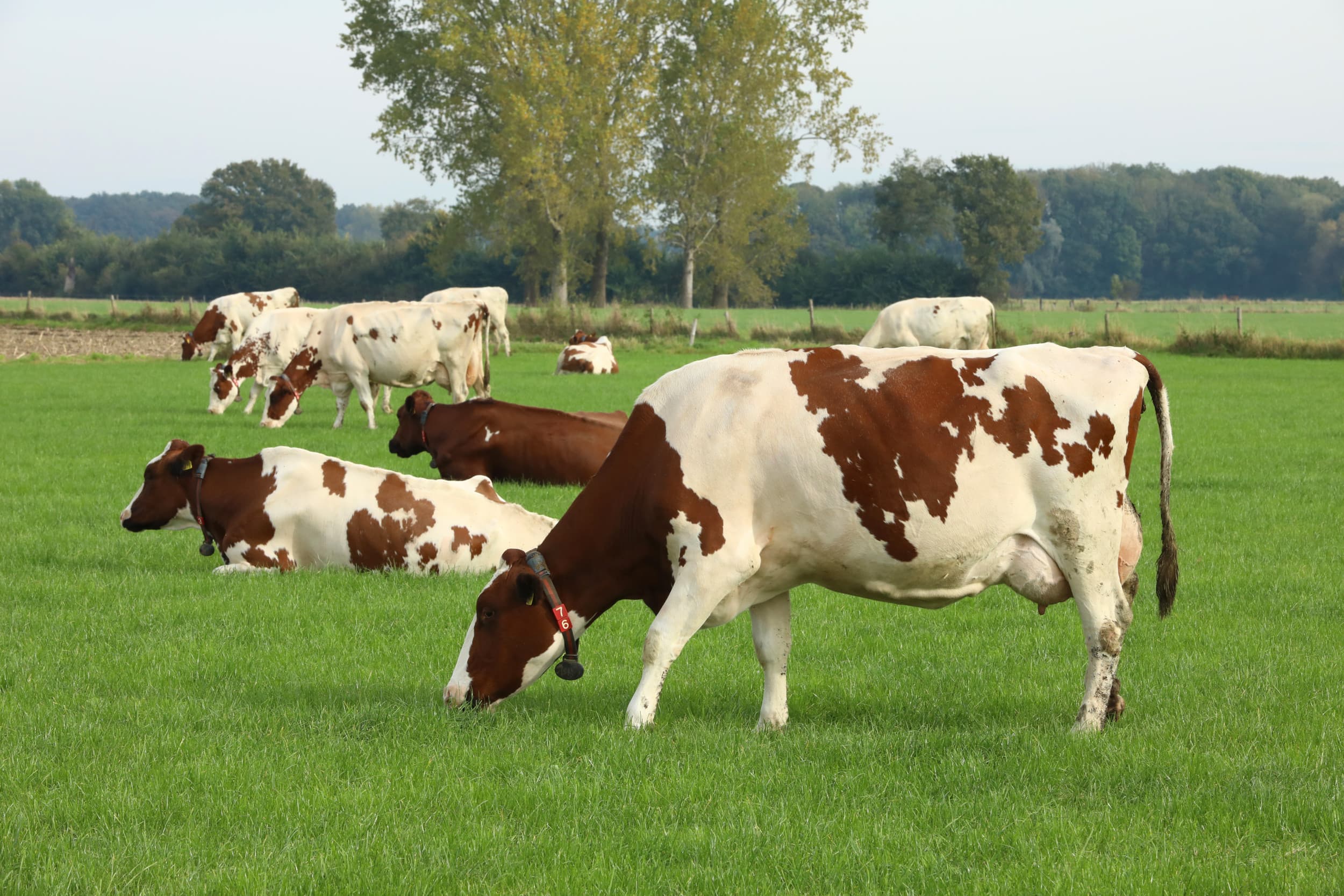 Melkveehouders zoeken melkvererving, eiwit en breedte in de koeien. De toppers uit de meest recente indexdraai leveren dat niet altijd op alle fronten. – Foto: Henk Riswick
