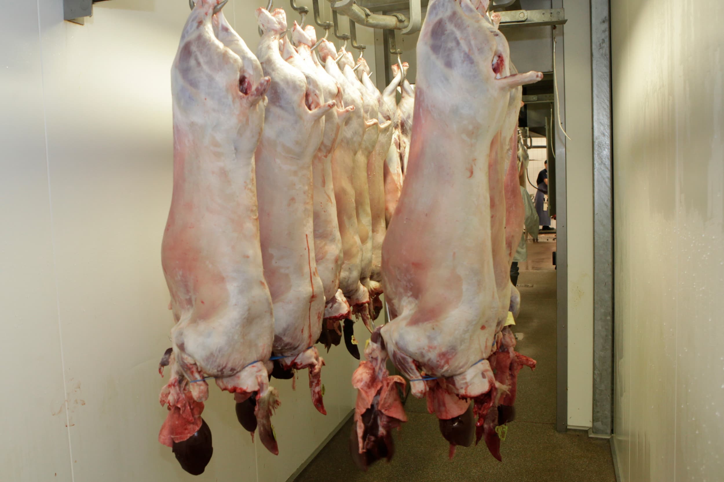 Het aantal slachtingen van schapen en lammeren laat in 2024 een sterke daling zien van 19% ten opzichte van 2023. Foto: Henk Riswick